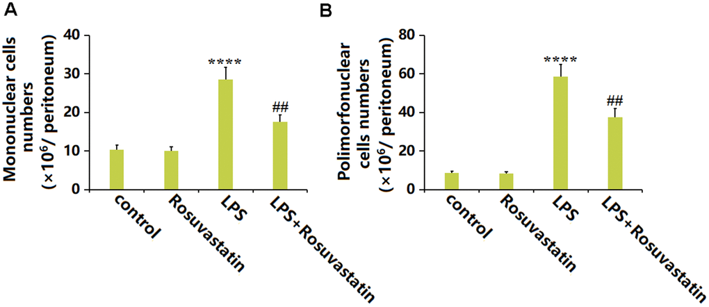 Rosuvastatin treatment was able to significantly reduce cell migration into the peritoneum. (A) Numbers of mononuclear cells; (B) Numbers of polymorphonuclear cells (n=8, ****, P