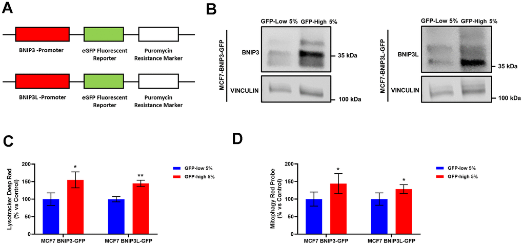 Generation of MCF7 cells containing a BNIP3(L)-eGFP reporter, permits the selection of a sub-population of cells with high mitophagy activity, which show increased levels of lysosomes and basal mitophagy. (A) Diagram of BNIP3-eGFP-PuroR and BNIP3L-eGFP-PuroR constructs. MCF7 cells stably-transduced with the BNIP3(L)-GFP constructs were subjected to FACS sorting, to isolate the 5% highest GFP (GFP-high) and the 5% lowest GFP (GFP-low) sub-populations. (B) BNIP3 and BNIP3L protein levels in GFP-high and GFP-low sub-populations were assessed by Western blotting. Vinculin was used as a protein loading control. (C) Lysosomal mass was measured using Lysotracker Deep Red by flow cytometry. Data are shown as the mean ± standard deviation (SD) (n = 3). Statistical significance was determined using an unpaired Student’s t-test, * p ≤ 0.05, ** p ≤ 0.01. (D) Mitophagy levels were assessed using the Mitophagy Red Probe by flow cytometry. Data are shown as the mean ± standard deviation (SD) (n = 4). Statistical significance was determined using an unpaired Student’s t-test, * p ≤ 0.05.