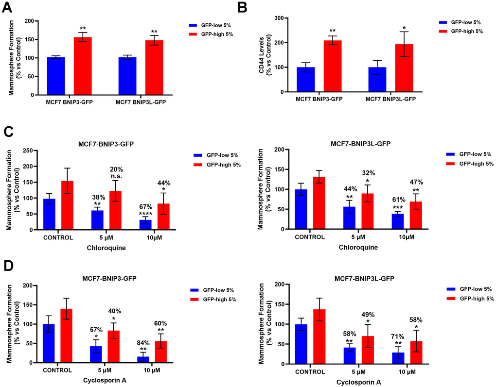 BNIP3(L)-high MCF7 cells form mammospheres more efficiently and show higher levels of the stemness marker CD44, as well as resistance to treatment with Chloroquine and Cyclosporin A, due to their higher mitophagy levels. MCF7 cells stably-transduced with the BNIP3(L)-GFP constructs were subjected to FACS sorting, to isolate the 5% highest GFP (GFP-high) and the 5% lowest GFP (GFP-low) sub-populations. (A) The GFP-high and GFP-low subpopulations were seeded into low-attachment plates for mammosphere assays and analysed after 5 days. Data are shown as the mean ± standard deviation (SD) (n = 3). Statistical significance was determined using an unpaired Student’s t-test, ** p ≤ 0.01. (B) CD44 levels were determined with an APC mouse anti-Human CD44 antibody by flow cytometry. Data are shown as the mean ± standard deviation (SD) (n = 3). Statistical significance was determined using an unpaired Student’s t-test, * p ≤ 0.05, ** p ≤ 0.01. (C) Autophagy inhibitor Chloroquine was tested by using the mammosphere assay to determine the differential sensitivity of GFP-high and GFP-low subpopulations to this drug. Both subpopulations were plated in low-attachment plates for mammosphere assays and incubated with Chloroquine at the indicated concentrations. The number of mammospheres were quantitated after 5 days. The percentage indicated at the top of the bars represents the decrease of that bar compared with its own untreated control (GFP-high treated compared to GPF-high untreated, and GFP-low treated compared to GFP-low untreated). Data are shown as the mean ± SD (n = 4). Statistical significance was determined using one-way ANOVA, Dunnett’s multiple comparisons test, *p ≤ 0.05, **p ≤ 0.01, ***p D) To evaluate the differential sensitivity of GFP-high and GFP-low subpopulations to a specific mitophagy inhibitor Cyclosporin A, we used a mammosphere assay. Both subpopulations were plated in low-attachment plates for mammosphere assays and incubated with Cyclosporin A, at the indicated concentrations. The number of mammospheres were quantitated after 5 days. The percentage indicated at the top of the bars represents the decrease of that bar compared with its own untreated control (GFP-high treated compared to GPF-high untreated, and GFP-low treated compared to GFP-low untreated). Data are shown as mean ± SD (n = 3). Statistical significance was determined using one-way ANOVA, Dunnett’s multiple comparisons test, *p ≤ 0.05, **p ≤ 0.01.