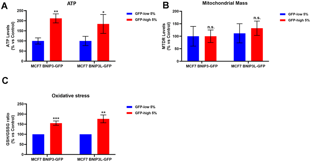 BNIP3(L)-high MCF7 cells show higher ATP levels and higher anti-oxidant capacity; however, mitochondrial mass remains unchanged. MCF7 cells stably-transduced with the BNIP3(L)-GFP constructs were subjected to FACS sorting, to isolate the 5% highest GFP (GFP-high) and the 5% lowest GFP (GFP-low) sub-populations. (A) The GFP-high and GFP-low subpopulations were plated in complete DMEM medium and incubated with the Cell-Titer-Glo 2.0 Reagent for 15 min to determinate the ATP levels. Data are shown as the mean ± standard deviation (SD) (n = 3). Statistical significance was determined using an unpaired Student’s t-test, * p ≤ 0.05, ** p ≤ 0.01. (B) Mitochondrial mass was assessed using MitoTracker Deep Red by flow cytometry. Data are shown as mean ± standard deviation (SD) (n = 3). Statistical significance was determined using an unpaired Student’s t-test, n.s. not statistically significant. (C) The anti-oxidant capacity was measured with the GSH/GSSG-Glo Assay. Data are shown as the mean ± standard deviation (SD) (n = 3). Statistical significance was determined using an unpaired Student’s t-test, ** p ≤ 0.01, ***p ≤ 0.001.