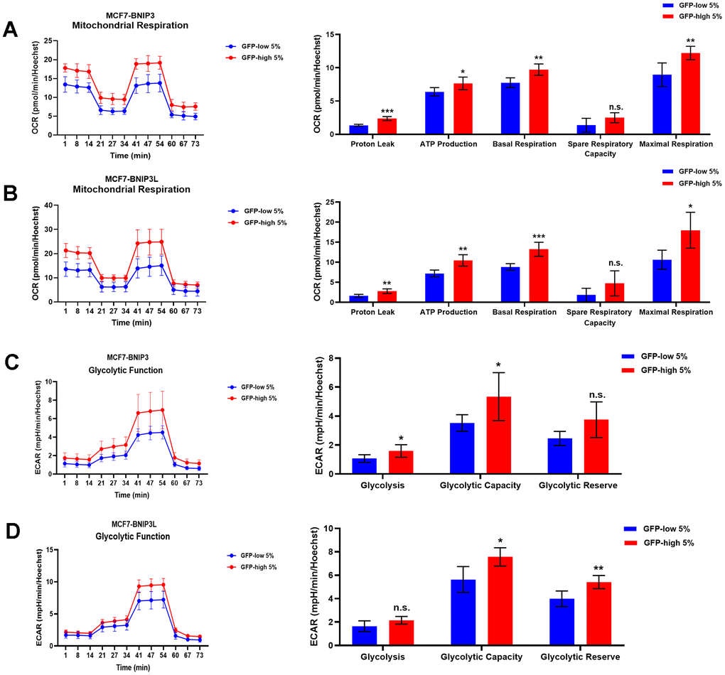 Mitochondrial respiration and glycolysis are significantly enhanced in BNIP3(L)-high MCF7 cells. MCF7 cells stably-transduced with the BNIP3(L)-GFP constructs were subjected to FACS sorting, to isolate the 5% highest GFP (GFP-high) and the 5% lowest GFP (GFP-low) sub-populations. The Seahorse XF96 analyser was employed to assess their mitochondrial and glycolytic function. Mitochondrial function results for BNIP3-GFP cells (A) and BNIP3L-GFP (B) are shown as an OCR tracing in left panel, and bar graphs for proton leak, ATP production, basal respiration, spare respiratory capacity and maximal respiration, obtained from the OCR quantification. Data are shown as the mean ± standard deviation (SD) (n = 5). Statistical significance was determined using an unpaired Student’s t-test, * p ≤ 0.05, ** p ≤ 0.01, *** p ≤ 0.001, n.s. not statistically significant. Glycolytic function results for BNIP3-GFP cells (C) and BNIP3L-GFP (D) are shown as an ECAR tracing in left panel, and bar graphs for glycolysis, glycolytic capacity and glycolytic reserve, obtained from the ECAR quantification. Data are shown as the mean ± standard deviation (SD) (n = 5). Statistical significance was determined using an unpaired Student’s t-test, * p ≤ 0.05, ** p ≤ 0.01, n.s. not statistically significant.