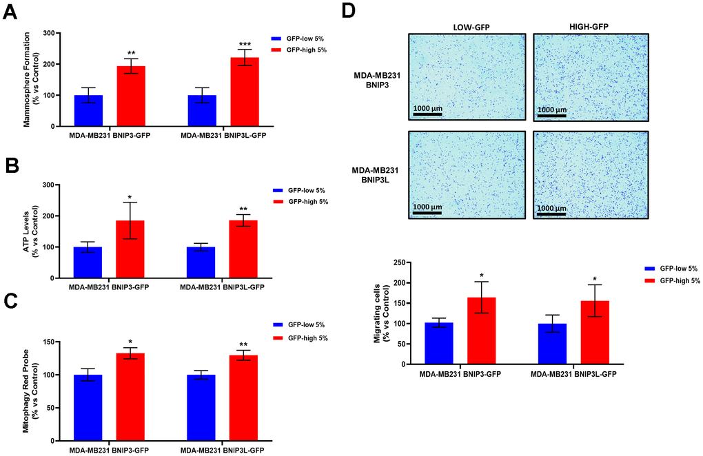 BNIP3(L)-high MDA-MB-231 cells form mammospheres more efficiently, produce more ATP, and show increased levels of basal mitophagy, as well as enhanced cell migration. MDA-MB-231 cells stably-transduced with the BNIP3(L)-GFP constructs were subjected to FACS sorting, to isolate the 5% highest GFP (GFP-high) and the 5% lowest GFP (GFP-low) sub-populations. (A) The GFP-high and GFP-low subpopulations were seeded in low-attachment plates for mammosphere assays and analysed after 5 days. Data are shown as the mean ± standard deviation (SD) (n = 4). Statistical significance was determined using an unpaired Student’s t-test, ** p ≤ 0.01, ***p ≤ 0.001. (B) The GFP-high and GFP-low subpopulations were plated in complete DMEM medium and incubated with the Cell-Titer-Glo 2.0 Reagent for 15 min to determinate the ATP levels. Data are shown as the mean ± standard deviation (SD) (n = 4). Statistical significance was determined using an unpaired Student’s t-test, * p ≤ 0.05, **p ≤ 0.01. (C) Mitophagy levels were assessed with the Mitophagy Red Probe, by flow cytometry. Data are shown as mean ± standard deviation (SD) (n = 3). Statistical significance was determined using an unpaired Student’s t-test, *p ≤ 0.05, **p ≤ 0.01. (D) The migratory capacity of the two sub-populations was assessed using Transwells (24 well-inserts, with an uncoated PET membrane). The cells were allowed to migrate across an uncoated membrane (with 8μm pores) for 16 hours. In the upper panel, the images show the migration for a representative experiment. In the lower panel, the bars show the quantification of the migration. Data are shown as the mean ± standard deviation (SD) (n = 4). Statistical significance was determined using an unpaired Student’s t-test, * p ≤ 0.05.