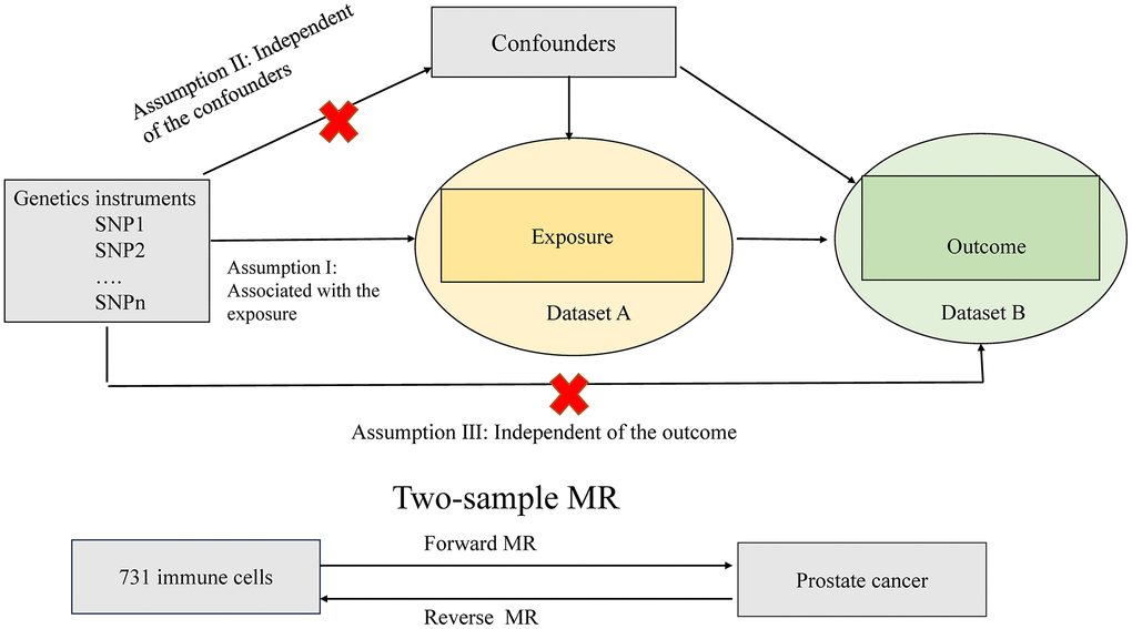 Assumptions of the Mendelian randomization (MR) analysis for immune cell signatures and PCa. The MR study assumes that genetic variants are associated with only immune cell signatures and not with confounders or alternative causal pathways, that is, the IVs affect the PCa only directly through immune cell signatures. IVs, instrument variables.