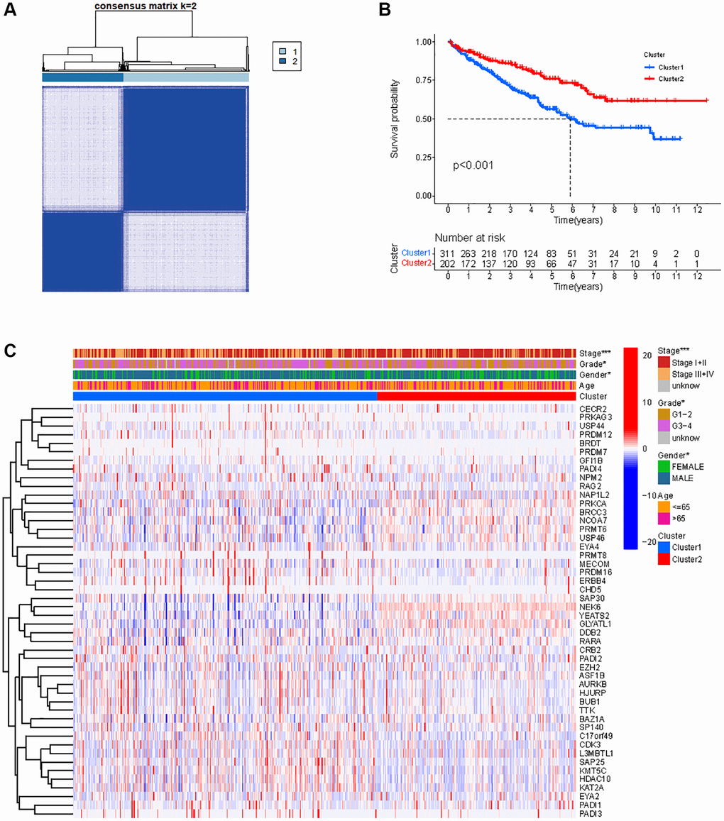 Classification of KIRC samples based on HMs. (A) 515 KIRC samples can be divided into two clusters by the consensus clustering analysis (k = 2). (B) Kaplan-Meier OS analysis for two clusters. (C) Heatmap of the expression of HMs and clinical characteristics of the KIRC samples in two clusters.