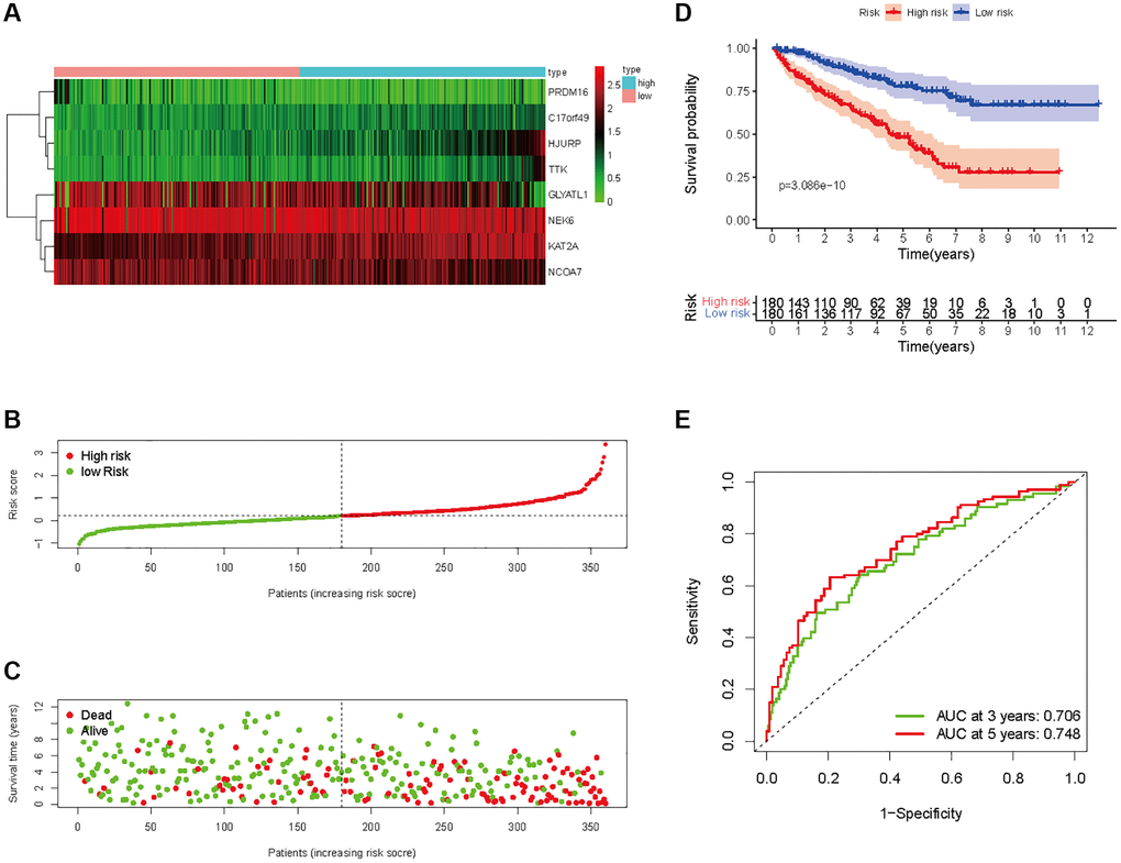 Prognostic analysis of HMs-based signature in the training set. (A) Expression of HMs of KIRC samples between high- and low-risk groups. (B) Kaplan-Meier survival analysis of KIRC samples between high- and low-risk groups. (C, D) Analysis of differences in survival status of KIRC samples between high- and low-risk groups. (E) Time-dependent ROC curve analysis of risk scores predicting 3- and 5- year OS in the KIRC samples.