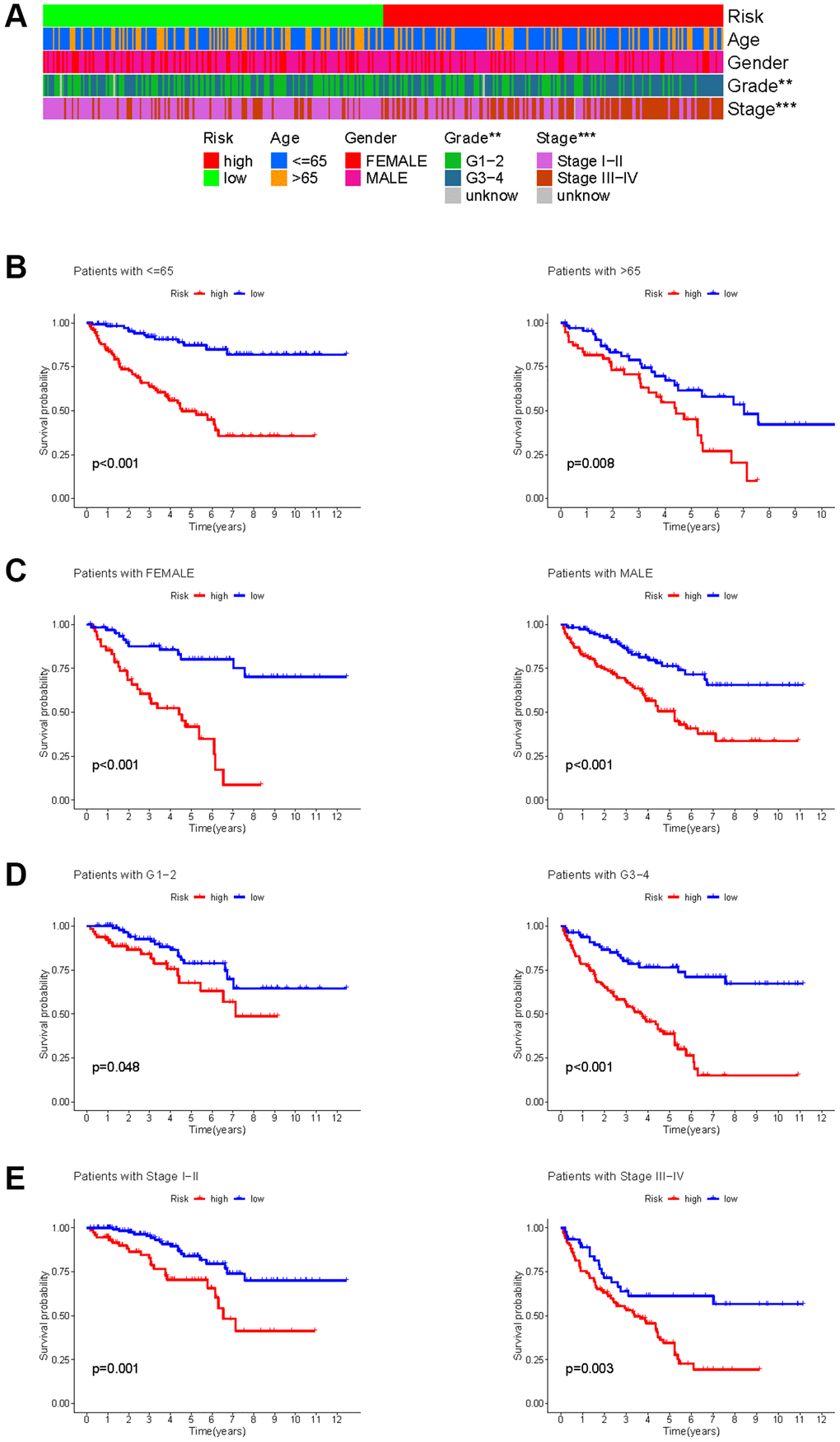 Correlation between HMs-based signature and clinical characteristics and prognosis. (A) Analysis of differences in clinical characteristics (age, gender, grade and stage) of KIRC samples between high- and low-risk groups. (B) Analysis of survival differences between high- and low-risk KIRC samples from subgroup stratified by age (≤60 years and >60 years). (C) Analysis of survival differences between high- and low-risk KIRC samples from subgroup stratified by gender (FEMALE and MALE). (D) Analysis of survival differences between high- and low-risk KIRC samples from subgroup stratified by grade (G1-2 and G3-4). (E) Analysis of survival differences between high- and low-risk KIRC samples from subgroup stratified by stage (Stage I−II and Stage III−IV).