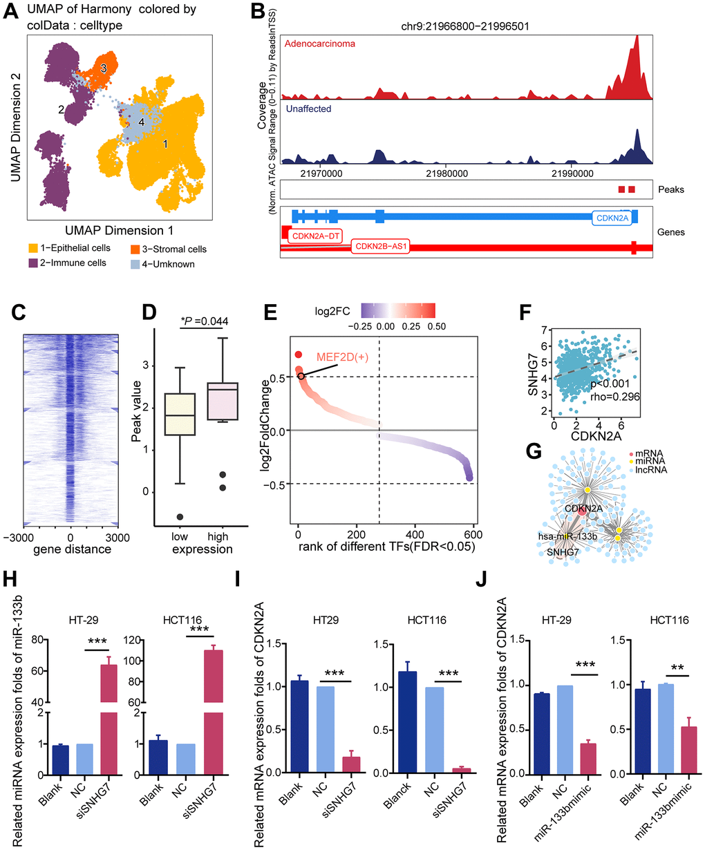 Potential regulatory mechanisms of CDKN2A. (A) UMAP dimension reduction plots showing annotated cell clusters, with different colors representing different cell types. (B) Genome accessibility trajectory around CDKN2A in tumor epithelium and normal epithelium cells, with peaks called in the scATAC data and peaks-to-gene links indicated below the tracks. (C) TSS distribution heatmap for the ATAC-seq data in the TCGA colorectal cancer cohort. (D) Peak value differences in CDKN2A sites between the CDKN2A high and low expression groups in the TCGA colorectal cancer cohort, *P E) Transcription factors predicted by Pyscenic to potentially regulate CDKN2A, ranked based on the fold difference in AUCell values for each point. (F) A ceRNA regulatory network was constructed based on differentially expressed genes, with the SNHG7/miR-133b/CDKN2A regulatory axis being the most relevant potential regulatory network. (G) Scatter plot showing the CDKN2A and SNHG7 expression levels, the Spearman rank test. (H) qRT-PCR analysis was performed to assess the influence of silencing SNHG7 on miR-133b expression levels in CRC cell lines. (I) qRT-PCR analysis was conducted to investigate the influence of SNHG7 knockout on CDKN2A expression levels in CRC cell lines. (J) qRT-PCR analysis was employed to determine the effects of miR-133b mimic and miR-133b inhibitor transfection on CDKN2A expression levels in CRC cell lines.