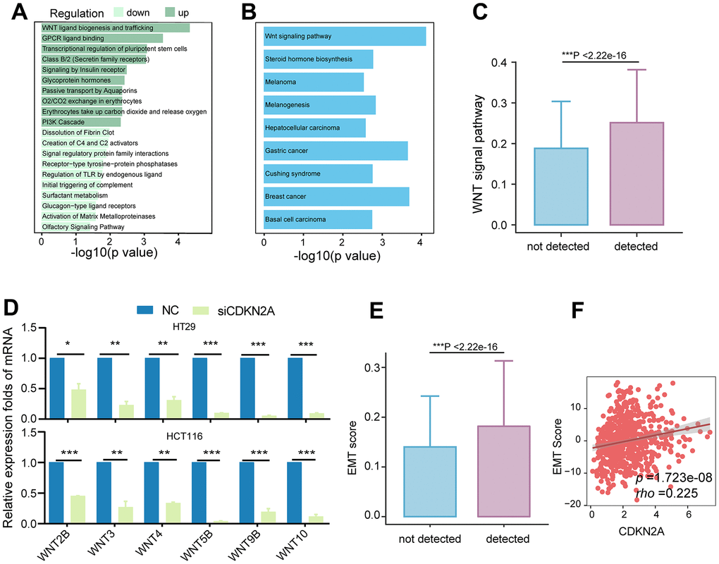 Association of CDKN2A with the Wnt signaling pathway and EMT. (A) Enriched Reactome pathways for differentially expressed genes in the TCGA colorectal cancer cohort, with dark green representing pathways involving upregulated genes and light green representing pathways involving downregulated genes. (B) KEGG pathways enriched for upregulated genes in the CDKN2A high-expression group, showing upregulation of the Wnt signaling pathway. (C) Comparison of Wnt signaling pathway scores between different CDKN2A expression groups in tumor epithelium cells, ***P D) Knockdown of CDKN2A leads to decreased mRNA expression levels of Wnt signaling pathway members in CRC cell lines. *P P P E) Comparison of EMT scores among different CDKN2A expression groups in tumor epithelial cells. ***P F) The scatter plot shows the correlation between the expression level of CDKN2A and EMT score in the TCGA cohort.