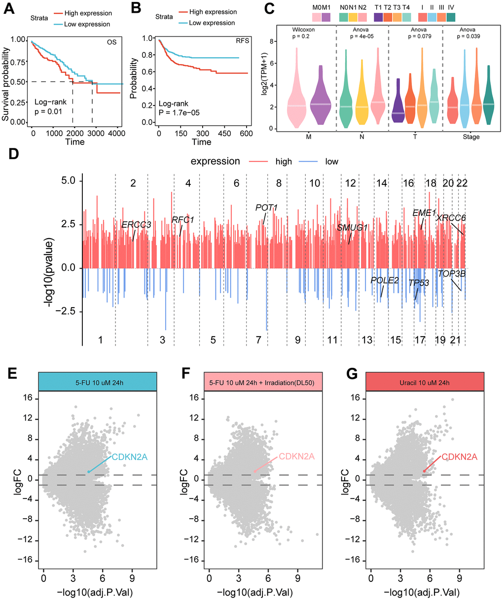 Relationship between CDKN2A expression and prognosis and treatment of colorectal cancer. (A) The Kaplan-Meier curve demonstrates a correlation between high CDKN2A expression and decreased overall survival rates in colorectal cancer patients. (B) The Kaplan-Meier curve illustrates that high CDKN2A expression is linked to reduced disease-free survival in colorectal cancer patients. (C) The association between CDKN2A and clinical pathological features, including the TNM staging and pathological stage of the tumor. (D) The differences in mutated genes between CDKN2A expression groups are shown, with red lines representing genes with increased mutation rates in the high expression group, and blue lines representing genes with increased mutation rates in the low expression group. The annotated genes are involved in DNA damage repair. The X-axis represents the genomic position coordinates, while the Y-axis represents the negative logarithm of the P-values for rate comparison. (E) Genes differentially expressed between 5-FU-S and 5-FU-R cell lines after 5-fluorouracil treatment. (F) Genes differentially expressed between 5-FU-S and 5-FU-R cell lines after 5-fluorouracil plus radiation therapy. (G) Genes differentially expressed between 5-FU-S and 5-FU-R cell lines after uracil treatment.