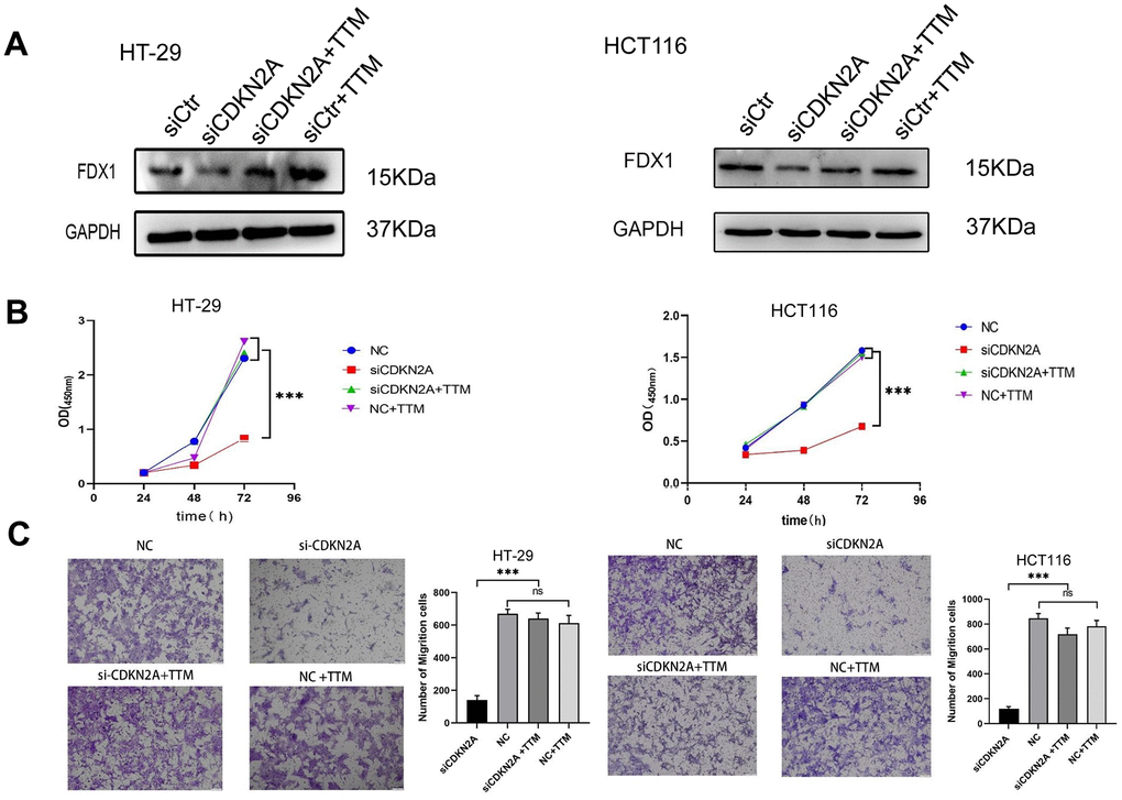 CDKN2A enhances colorectal cancer cell viability and migration through suppressing cuproptosis. (A) Western blot analysis was performed to examine the expression changes of FDX1 in HT-29 and HCT116 cells following knockdown of CDKN2A and addition of a cuproptosis inhibitor (*PPPB) The CCK8 assay was utilized to assess alterations in cell proliferation ability in HT-29 and HCT116 cells upon CDKN2A knockdown and cuproptosis inhibitor treatment (*P P P C) Transwell assay was employed to evaluate changes in cell invasion ability in HT-29 and HCT116 cell lines following CDKN2A knockdown and cuproptosis inhibitor supplementation (*P P P 