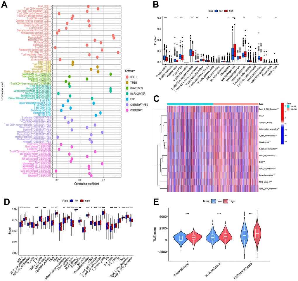 Analysis of immune cell infiltration and tumor microenvironment. (A) Bubble plots were employed for the visualization of immune cell infiltration within the tumor microenvironment. (B) Variances in immune response were evident through differential immune cell infiltration between the high and low-risk groups. (C, D) The high and low-risk groups exhibited significant disparities in immune function, implying modifications in immune activity associated with breast cancer risk. (E) Observable distinctions in tumor microenvironment scores between the high and low-risk groups indicated variations in the composition and characteristics of the tumor microenvironment. Statistical significance was denoted by * (p 