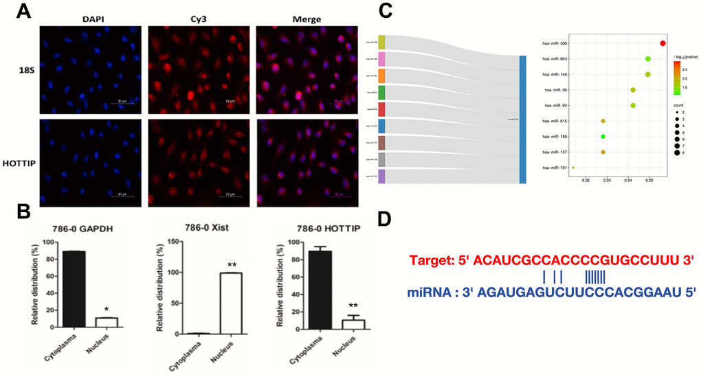 Subcellular localization lncRNA-HOTTIP has the spatial conditions for ceRNA function. (A) FISH detection found that lncRNA-HOTTIP was mainly located in RCC (786-O cytoplasm); (B) lncRNA-HOTTIP was mainly located in RCC (786-O cytoplasm); (C) The bubble chart predicted potential targeting miRNA of HOTTIP; (D) The potential combination site between miR-506 and lncRNA-HOTTIP.