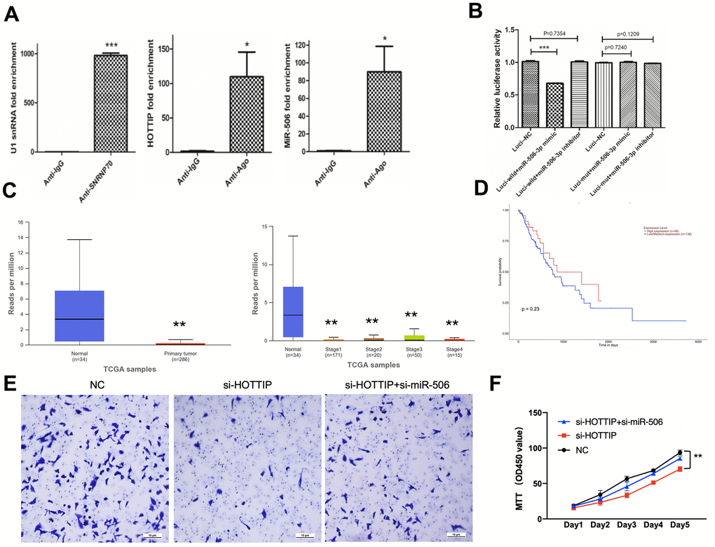 The oncogenic functions of HOTTIP are partially mediated through the negative regulation of miR-506. (A) In 786-O cells, RIP confirmed the interaction between lncRNA-HOTTIP and miRNA-506; (B) miRNA-506 can bind specifically to HOTTIP 3 ‘UTR; (C) TCGA database of tumor and paracancerous tissue miR-506 expression; (D) Survival curves of patients with different miR506 expression; (E) The invasion capacity of si-HOTTIP+si-miR-506 cells was enhanced by MTT compared with si-HOTTIP; (F) The proliferation capacity of si-HOTTIP+si-miR-506 cells was enhanced by MTT compared with si-HOTTIP.