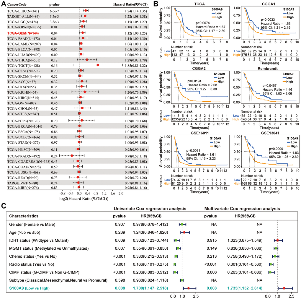 Prognostic analysis of S100A9. (A) Univariate Cox regression analysis was used to explore the prognostic value of S100A9 from the perspective of pan-cancer. (B) K-M survival curves of S100A9 in six independent GBM cohorts indicated that GBM patients with low S100A9 expression tend to have better survival outcomes. (C) Univariate and multivariate Cox regression analysis of different clinicopathological characteristics and S100A9 in TCGA cohort.