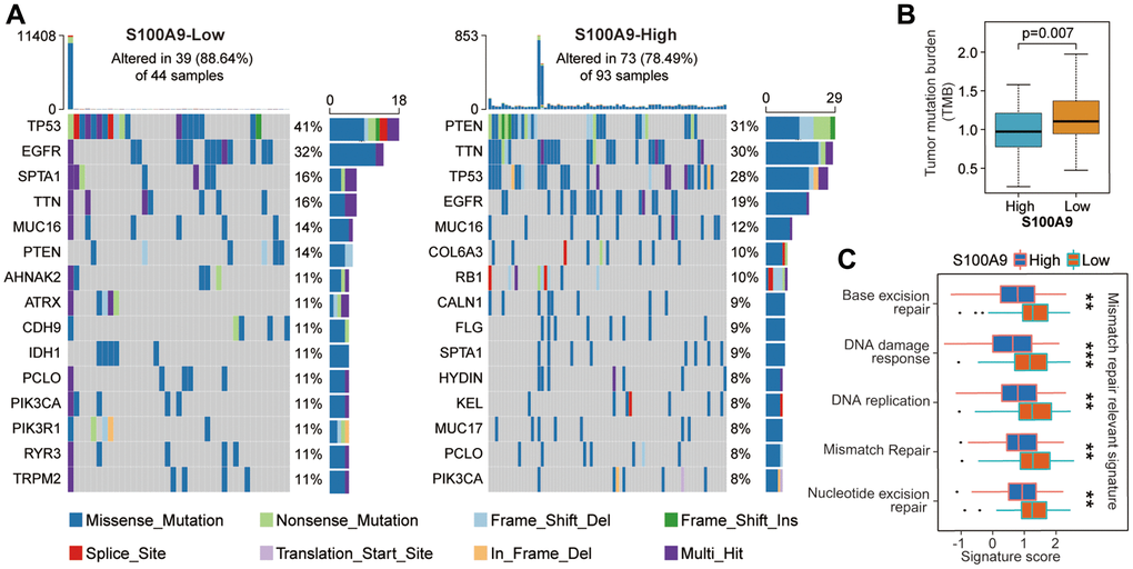 The difference of tumor somatic mutation landscape between high- and low-expression groups of S100A9. (A) The distribution of the top 15 variants of mutated genes in the high- and low-expression groups of S100A9. The genetic alteration types were listed in the waterfall plots. The upper bar plots represent TMB. The numbers on the right of the bar plots indicated the mutation frequency of each gene. (B) Comparison of TMB between high- and low-expression groups of S100A9. (C) Differences in mismatch repair-relevant signatures between high- and low-expression groups of S100A9.
