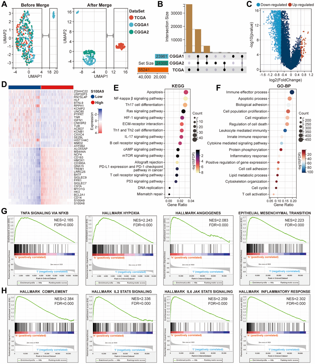 Further bioinformatics analysis of S100A9 in glioma. (A) Comparison of the distribution of samples in TCGA, CGGA1, and CGGA2 cohorts before and after expression profile merging. (B) Presentation of the cross genes in TCGA, CGGA1, and CGGA2 cohorts. (C) The volcano plot displayed the DEGs between high- and low-expression groups of S100A9. (D) The heat map showed the relative expression levels of the top 40 genes with the most significant difference according to the median expression value of S100A9. (E, F) The enrichment analysis of KEGG pathways (E) and the terms of GO-BP (F) based on the DEGs. (G, H) The gene sets involved in tumor malignant progression (G), immune and inflammatory response (H) were enriched through differential expression levels of S100A9.
