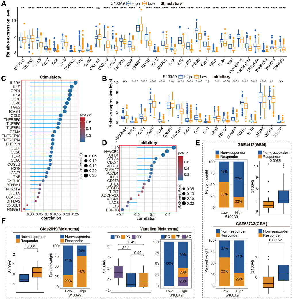 S100A9 was an effective tool to predict the response of tumor patients to immune checkpoint inhibitors (ICIs). (A, B) Differential expression of immune stimulatory genes (A) and immune inhibitory genes (B) between high and low expression groups of S100A9. (C, D) The correlation between S100A9 and immune stimulatory genes (C) and immune inhibitory genes (D). (E) In the two glioma cohorts (GSE4412 and GSE53733), S100A9 can effectively predict patients’ responses to ICIs based on the TIED algorithm. (F) In the two independent melanoma immunotherapy cohorts (Gide2019 and Vanallen), S100A9 can effectively predict patients’ responses to ICIs. Abbreviations: PD: progressive disease; PR: partial response; SD: stable disease.