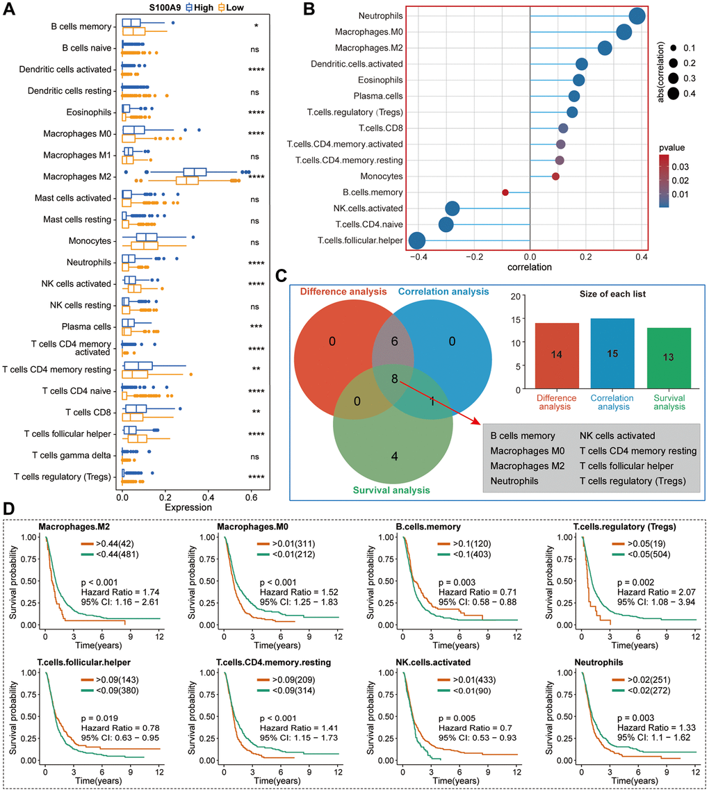 Basic analysis of TIICs in the TME of GBM in TCGA cohort. (A) Differential analysis of TIICs between high- and low-expression groups of S100A9. (B) The correlation between S100A9 and TIICs and the screening criteria was | CC | >0.2 and p C) Venn diagram illustrated eight types of TIICs with statistical significance in differential expression analysis, correlation analysis, and survival analysis. (D) Survival curves of eight types of TIICs.