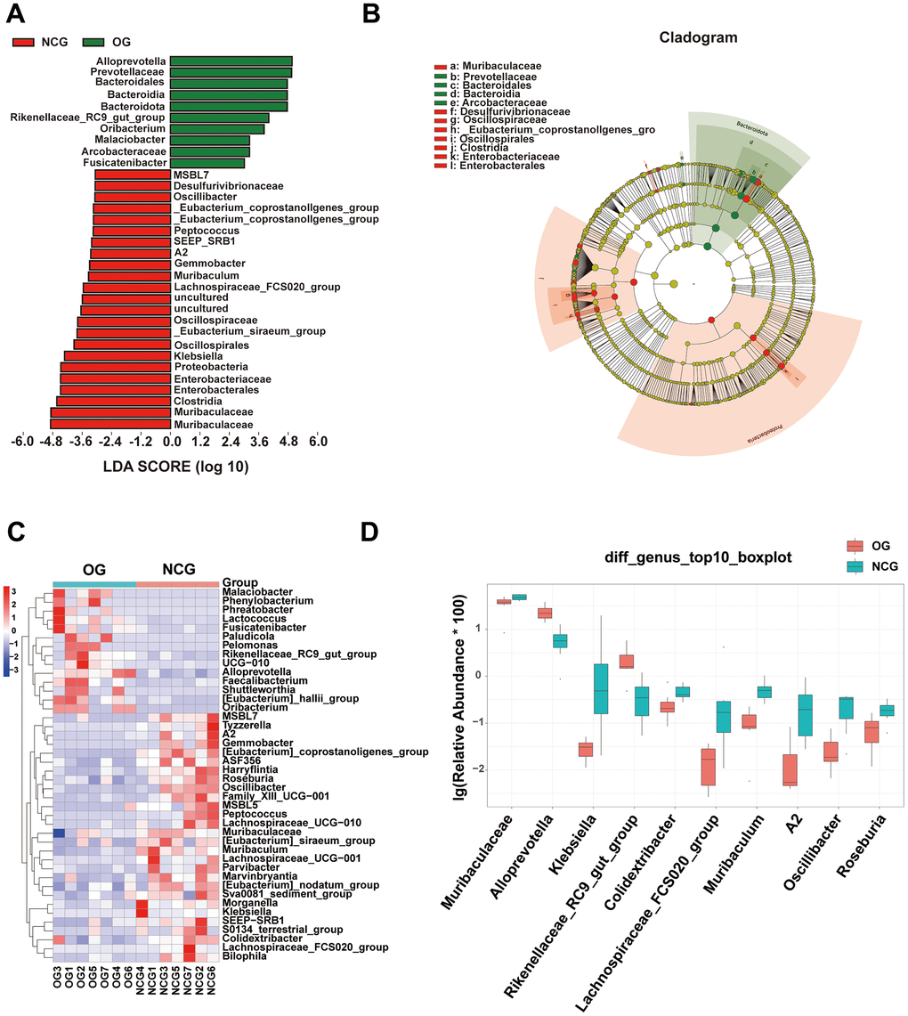 (A) Linear discriminant analysis effect size of gut microbiota in the NCG and OG. Red represents increased microbial abundance in the NCG; green represents increased microbial abundance in the OG. (B) The correlations among different taxa from the phylum to species levels are shown in the cladogram. (C) Heatmap showing differential bacterial genera. (D) Histogram of the top 10 differential bacteria at the genus level. Wilcoxon test (P 