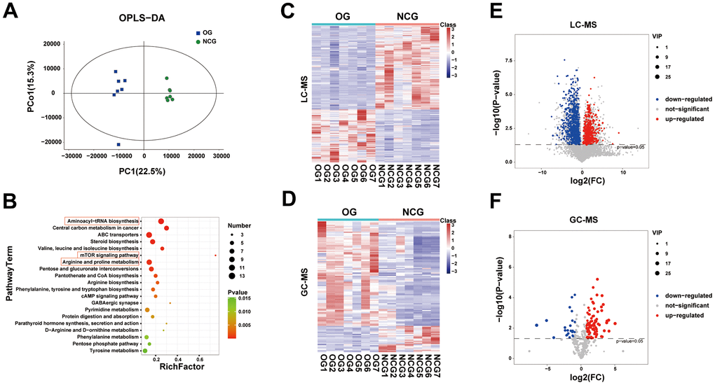 (A) Orthogonal partial least squares discriminant analysis (OPLS-DA) of fecal metabolites between the NCG and OG. (B) Bubble diagram of the top 20 enriched Kyoto Encyclopedia of Genes and Genomes (KEGG) pathways. (C) Heatmap of fecal metabolites identified using gas chromatography-mass spectrometry (GC-MS). (D) Heatmap of fecal metabolites identified using liquid chromatography-mass spectrometry (LC-MS). (E) Volcano map displaying differential fecal metabolites identified using GC-MS. (F) Volcano map displaying differential fecal metabolites identified using LC-MS. n = 7.