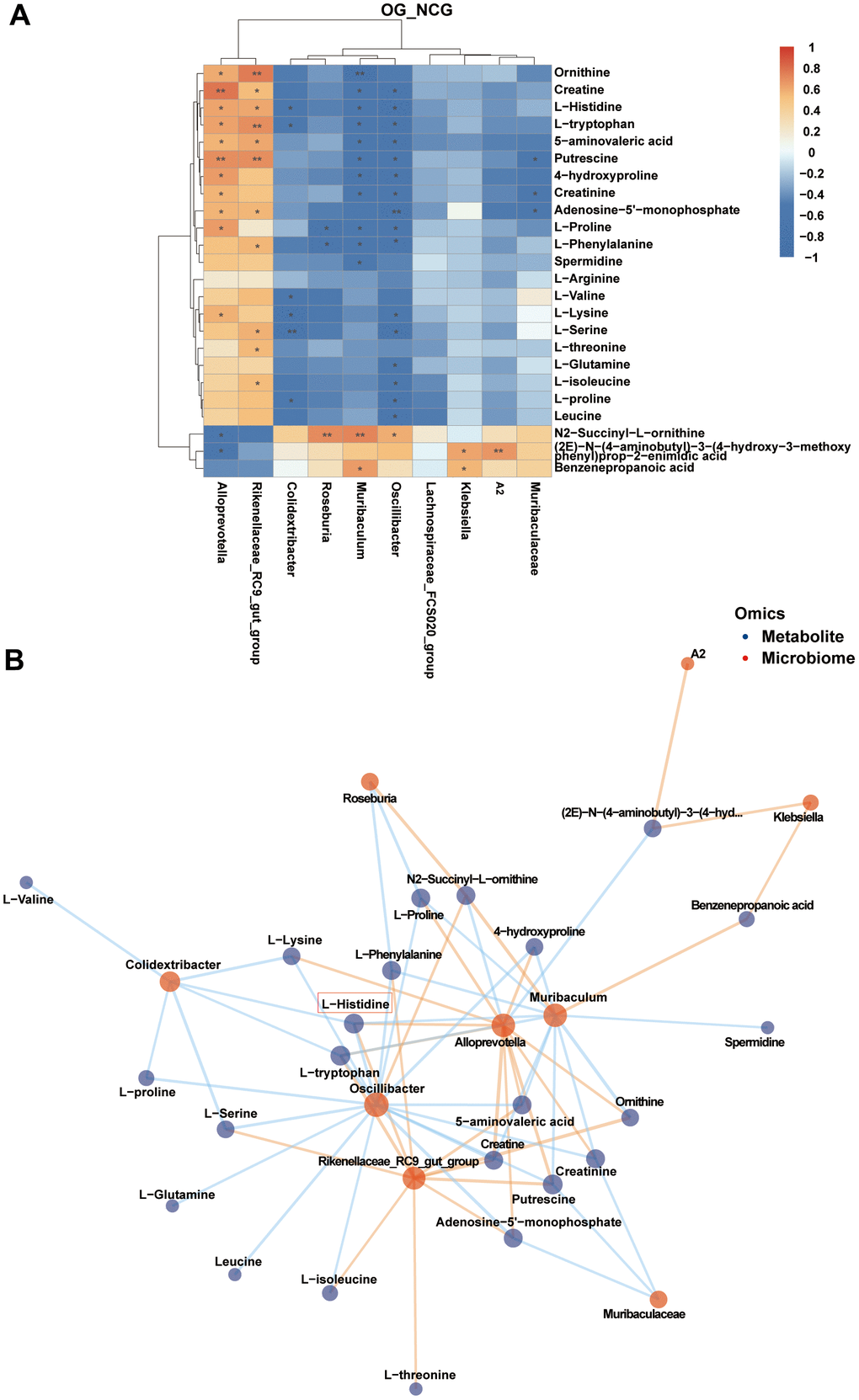 (A) Correlation heatmap between the top 10 differential bacterial genera and fecal metabolites associated with three metabolic pathways related to bone metabolism in the top 10 Kyoto Encyclopedia of Genes and Genomes (KEGG) pathways. |r| > 0.5, P B) Correlation network map of the top 10 differential bacterial genera and fecal metabolites associated with three metabolic pathways related to bone metabolism in the top 10 KEGG pathways. |r| > 0.5, P 
