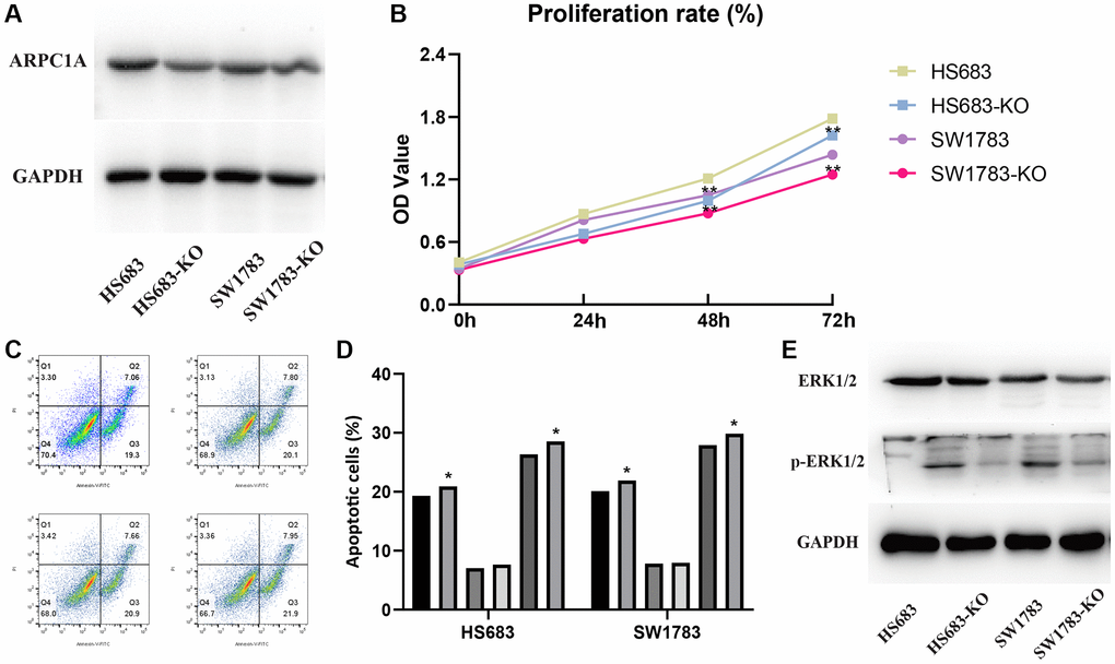 (A) Protein expression profiles of ARPC1A in the knockout cell lines when compared to the control group. (B) CCK-8 assays: cell proliferation is lesser in the ARPC1A cells in the knockout cell lines than normal cells. (C, D) Flow cytometry: the apoptosis rate is lower in the knockout cell lines than in the normal cell lines. (E) MAPK signaling pathway accompanied by the downregulation of p-ERK1/2 in the knockout group was more evident than in the control group.