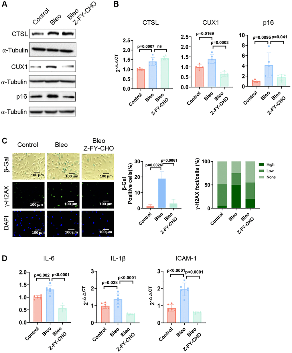 CTSL is an upstream regulator of CUX1 and p16INK4a, inducing DNA damage-induced senescence. (A, B) Western blot and qPCR analyses showing that bleomycin (Bleo)-induced activation of CTSL induces CUX1 and p16INK4a expression, which can be reversed by treating the cells with Z-FY-CHO. (C, D) SA-β-gal and γ-H2AX staining and the expression of the SASP genes IL6, IL-1β, and ICAM-1 verify that bleomycin-induced activation of CTSL induces cellular senescence, which can also be reversed by treating the cells with Z-FY-CHO. Quantitative plots for both β-gal+ cells (%) in SA-β-gal staining and γ-H2AX foci/cells (%) with γ-H2AX staining were shown on the right side of the panel C. DAPI staining visualizes the presence of nuclei as a control for the cells in this analysis. Data for Western blots represent three biologically independent samples (n = 3). Data for qPCR represent a combination of three (n = 3) biologically independent experiments. Data for both SA-β-gal staining and γ-H2AX staining represent three biologically independent samples (n = 3).