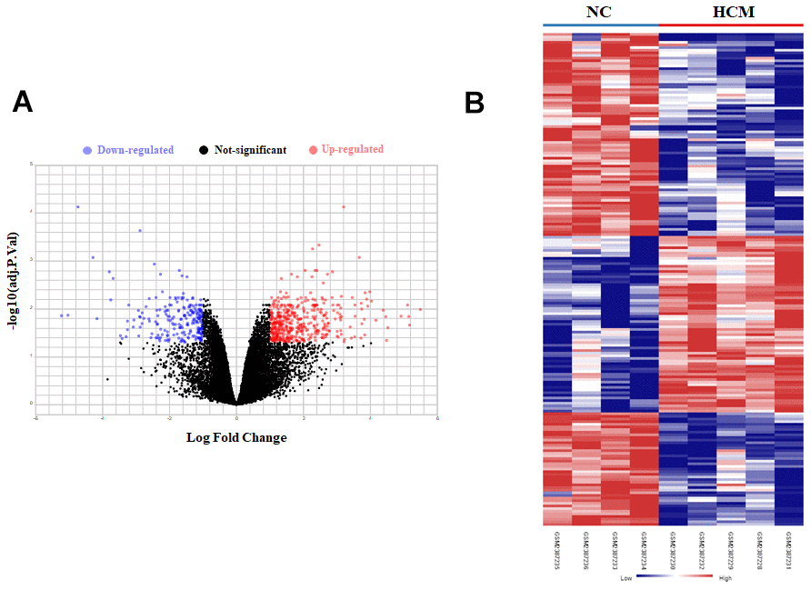 Bioinformatic analysis of DEGs in LV tissue of normal control (NC) and hypertrophic cardiomyopathy (HCM) patients. (A) The volcano plot of DEGs in LV tissue between NC group and HCM group. (B) Heatmaps of DEGs in LV tissue of NC group and HCM group. Red color indicated high expression while blue color indicated low expression.