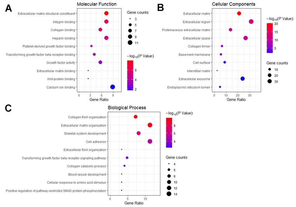 GO enrichment analysis of HCM and HF overlap genes. (A) The plot of enriched molecular functions. (B) The plot of enriched cellular components. (C) The plot of enriched biological processes. The number of genes enriched in each GO term was shown as the circle size, and the p-value was shown as different colors.