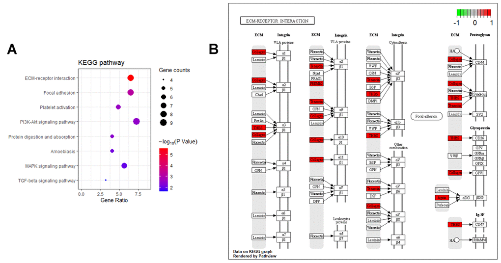 KEGG enrichment analysis of the HCM and HF overlap genes. (A) KEGG annotation of overlap genes. The number of genes enriched in each KEGG term was shown as the circle size, and the p-value was shown as different colors. (B) The overlap genes were mainly distributed in the ECM-receptor interaction pathway. Arrows represented activation effect, T-arrows represented inhibition effect and segments showed activation effect or inhibition effect. The red nodes were the intersection genes.