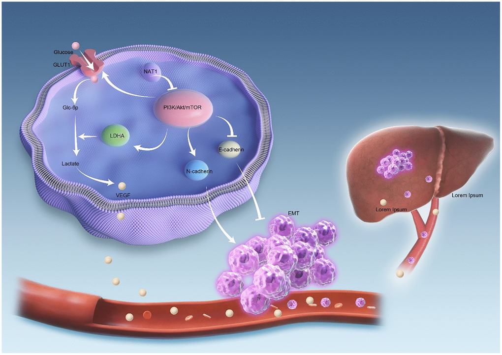 The mechanism diagram shows that NAT1 inhibits liver metastasis of colorectal cancer. Overexpression of NAT1 inhibits PI3K/AKT/mTOR signaling pathway. On the one hand, overexpression of NAT1 inhibited the occurrence and development of EMT in tumor cells. On the other hand, NAT1 weakens the glycolytic ability of colorectal cancer cells by inhibiting the expression of GLUT1 and LDHA. The decreased glycolytic ability leads to the decreased expression of VEGF in colorectal cancer cells, and the decreased expression of VEGF leads to the decrease of neovascularization and vascular permeability in liver metastases, thus reducing the occurrence of liver metastasis.
