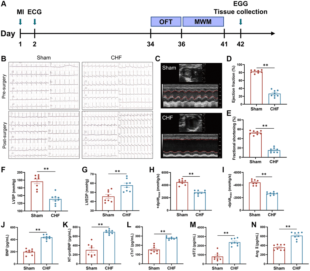 The cardiac function and hemal physiological and biological indices in CHF rats. (A) Animal experiment timeline. (B) Representative electrocardiograms at 24 hours before and after surgery. (C–E) Representative M mode echocardiograms of Sham and CHF rats (C) and quantifications of left ventricular ejection fraction (LVEF) (D), left ventricular fraction shortening (LVFS) (E). (F–I) Quantifications of cardiac hemodynamic parameters, including left ventricular systolic pressure (LVSP) (F), left ventricular end-diastolic pressure (LVEDP) (G), +dp/dtmax (H), −dp/dtmax (I). (J–N) The BNP (J), NT-proBNP (K), cTnT (L), sST2 (M) and Ang II (N) levels in serum were measured by ELISA. Data are presented as the Mean ± SEM; *P **P n = 8.