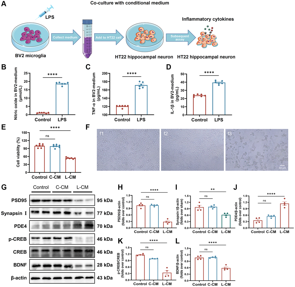 BV2-induced inflammatory response damages neurons. (A) Overview of a co-culture system of BV2 microglia and HT22 hippocampal neuronal cells. (B) The level of NO in BV2 cell-free supernatant measured with an NO kit. (C, D) The levels of TNF-α and IL-1β in BV2 cell-free supernatant detected with ELISA kits. (E) HT22 cell viability when cultured by BV2 cell-free supernatant was detected by Cell Counting Kit-8 kits. (F) Representative images of HT22 cells in each group were observed by a phase-contrast microscope. (G–L) Represent Western blots (G) and quantification data of PSD95 (H), Synapsin I (I), PDE4 (J), p-CREB and CREB (K), BDNF (L). β-actin was used as a loading control. Data are presented as the Mean ± SEM; *P **P n = 4.