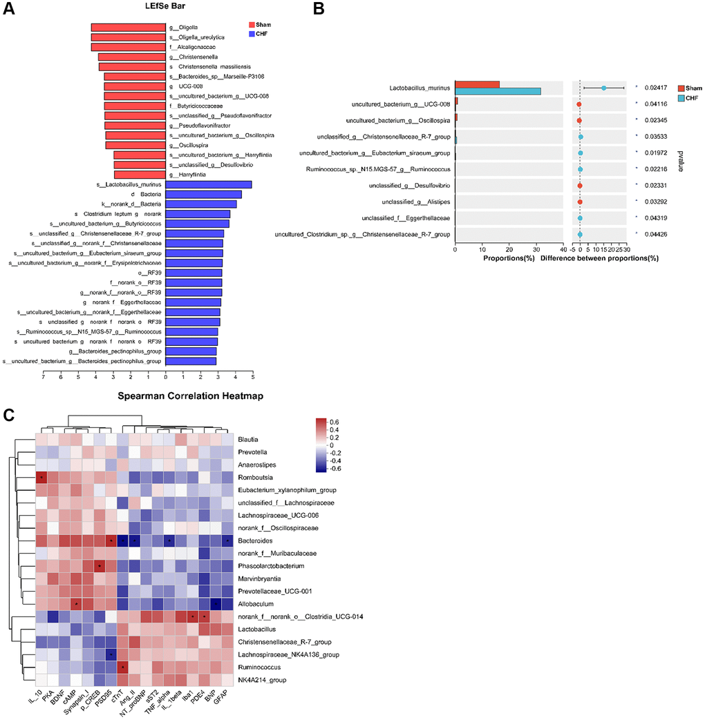 Correlation between intestinal flora and inflammatory cytokines in the hippocampus. (A) The linear discriminant analysis effect size (LEfSe) analysis at species level between Sham and CHF groups. (B) The top 10 species sorted by the relative abundance alterations between Sham and CHF groups. (C) Spearman analysis correlating differential flora and biochemical indicators of cardiac function, inflammatory cytokines, BDNF and key hippocampal proteins in the hippocampus. Data are presented as the Mean ± SEM; *P **P n = 6.