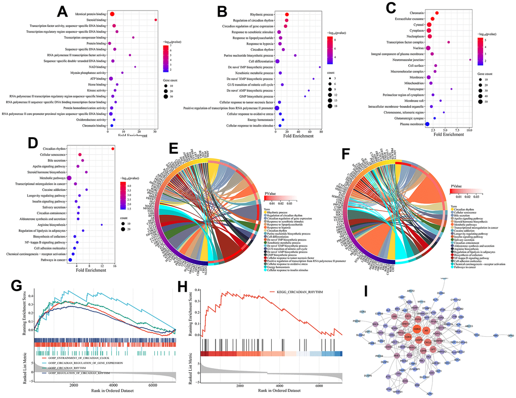 Functional enrichment analysis and PPI analysis. (A) Molecular function (MF) analysis (top 20 terms ranked by statistical significance). (B) Biological processes (BP) analysis (top 20 terms ranked by statistical significance). (C) Cellular component (CC) analysis (top 20 terms ranked by statistical significance). (D) KEGG pathway enrichment analysis (top 20 terms ranked by statistical significance). (E) The interaction of BPs and their associated CRGs. (F) The interaction of KEGG signaling pathways and their associated CRGs. (G) Gene set enrichment analysis (GSEA) on BPs associated with circadian rhythm. (H) Gene set enrichment analysis (GSEA) on a KEGG pathway associated with circadian rhythm. (I) The PPI network of 125 melanoma-related CRGs. Nodes are colored by degree, with redder colors indicating higher degree centrality within the network.