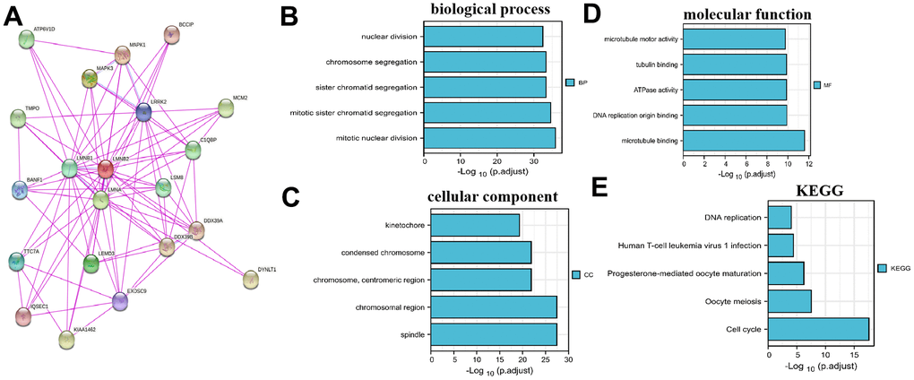 LMNB2Co-expression network and enrichment pathway analysis. (A) Protein-protein interactions of LMNB2 from the STRING website. (B–E) Biological processes, cellular components, molecular functions and KEGG pathways for LMNB2 binding proteins and interactive genes.