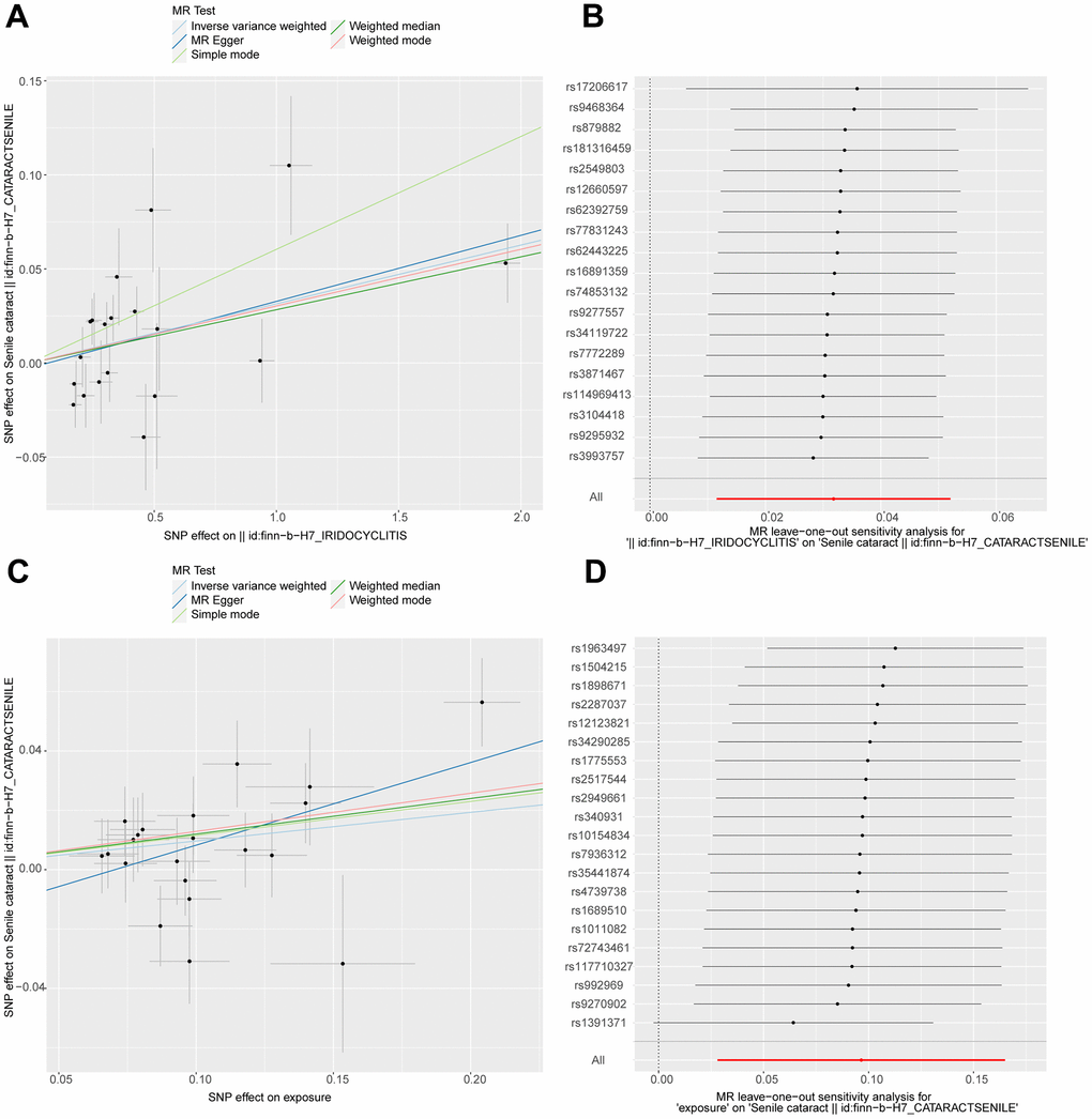 Scatterplot and leave-one-out analysis of iridocyclitis and glucocorticoid on the risk of developing senile cataracts. IVs indicating age-related cataract were plotted against 2 mutually independent samples showing glucocorticoid use and iridocyclitis for MR analysis and sensitivity analysis. (A) Scatter plot illustrating the association between iridocyclitis and senile cataracts; (B) show leave-one-out analysis plot of iridocylitis on senile cataracts; (C) scatter plot illustrating the association between glucocorticoid use and senile cataracts; (D) show leave-one-out analysis plot of glucocorticoid use on senile cataracts; each point in the scatter plot (A, C) represents the IV, the lines on the IVs represent confidence intervals in the vertical and horizontal directions, and the horizontal and vertical coordinates represent the effect of the IVs on exposure and outcome, respectively. The different colored lines in the figure indicate the fitting effect of different methods on MR results. Leave-One-Out sensitivity analysis (B, D). Each black point represents the estimate of iridocyclitis and glucocorticoid medication use level on senile cataracts after the corresponding single nucleotide polymorphism (SNP) was excluded. MR, Mendelian randomization; IVs, instrumental variables.