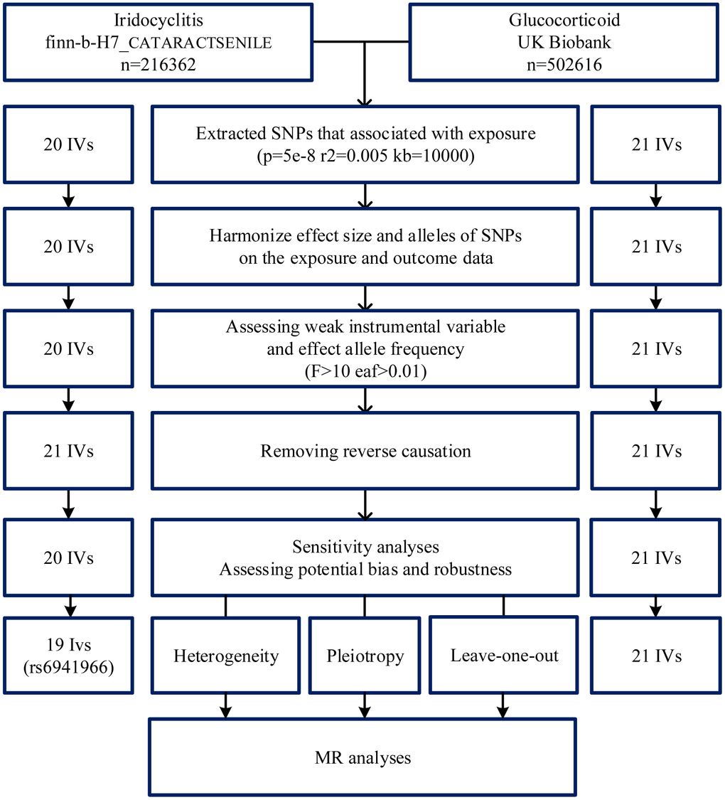 Flowchart of instrumental variables (IVs) screening. GWAS, genome-wide association study; MR, Mendelian randomization; SNP, single nucleotide polymorphism; IVs, instrumental variables.