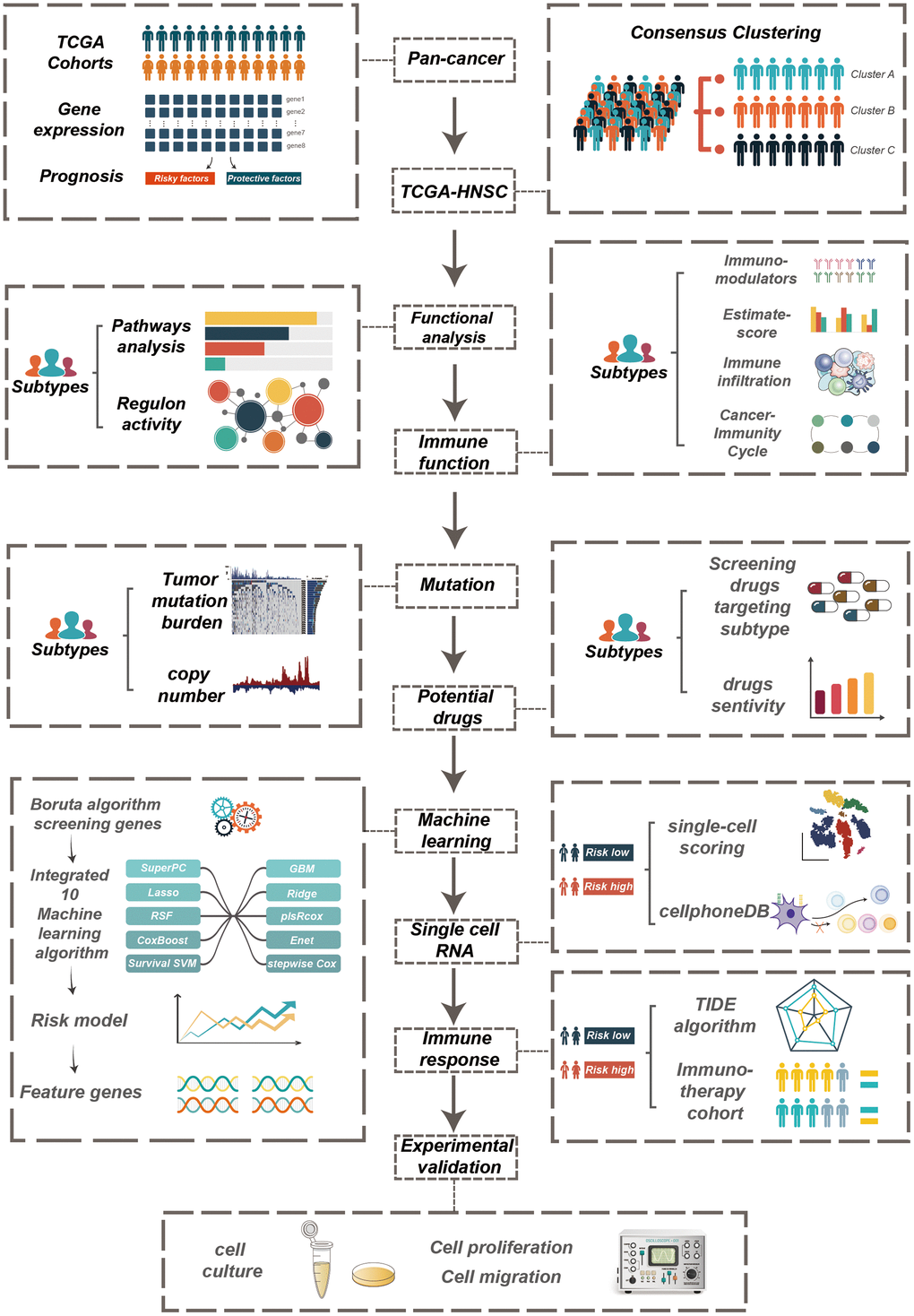 The workflow of the study.
