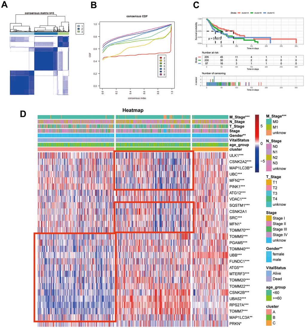 Identification of mitophagy subtypes of HNSCC. (A) Consensus matrix of samples in TCGA-HNSC for k=3. (B) The cumulative distribution function curves for k = 2 to 8. (C) Kaplan-Meier survival analysis for overall survival of the three subtypes in TCGA-HNSC dataset. (D) The expression profiles of the mitophagy regulators in three subtypes and normal kidney samples. Statistical significance denoted as ****p p p p 