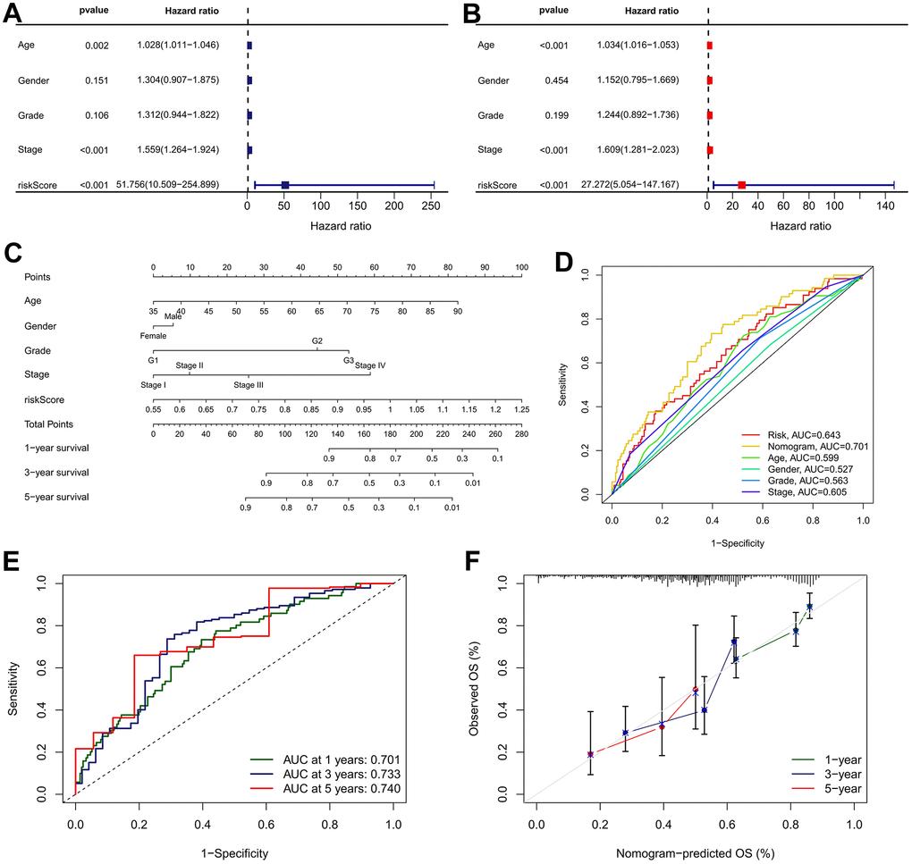 Nomogram developed for predicting the probability of 1-, 3- and 5-year OS in TCGA cohort. (A) Univariate Cox analysis containing IRRS and clinicopathological parameters. (B) Multivariate Cox analysis containing IRRS and clinicopathological parameters. (C) The comprehensive nomogram for predicting probabilities of GC patients with 1-, 3- and 5-year OS in TCGA dataset. (D) A comparison of ROC curve showed the superiority of the nomogram. (E) ROC curves chart of the comprehensive nomogram predicting the 1-, 3- and 5-year survival rate. (F) Calibration plot of nomogram for predicting probabilities of 1-, 3-, and 5-year survival of GC patients. Nomogram-predicted probability of survival is plotted on the x-axis; actual survival is plotted on the y-axis.