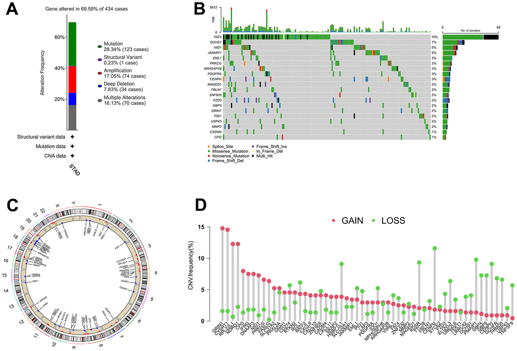 The alterations of IRGs in GC. (A) Gene alteration frequency of IRGs in GC based on TCGA project. (B) Landscape of genomic aberrations of the top 20 IRGs in GC. (C) The sites of CNV variation in IRGs on the 23 chromosomes. (D) Frequencies of CNV gain, loss, and non-CNV among IRGs.