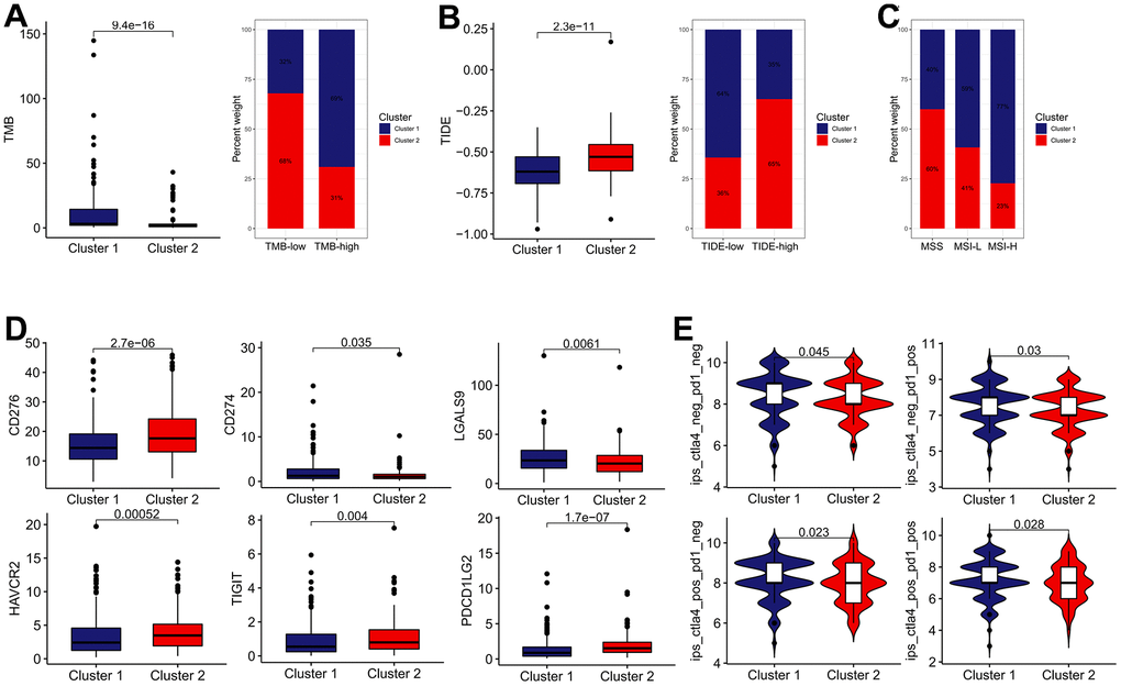 The estimation of two IRGs subtypes in immunotherapy response. (A) The difference in TMB between two distinct subtypes. (B) The difference in TIDE score between two distinct subtypes. (C) Relative proportion of microsatellite instability in two distinct subtypes. (D) The expression of ICBs in two distinct subtypes. (E) The difference of IPS in two distinct subtypes.