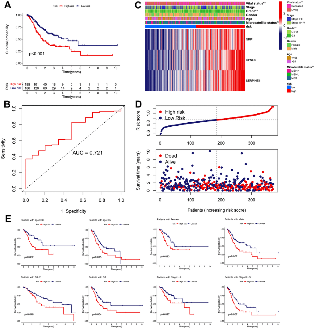 Clinical significance of the IRRS model in TCGA cohort. (A) The Kaplan–Meier survival analysis of the signature for predicting the OS of patients in TCGA cohort. (B) Time-dependent ROC analysis of the signature for predicting the OS of patients in TCGA cohort. (C) Differences in clinicopathologic features and expression levels of prognostic variables between the low- and high-risk groups. (D) The distribution of the IRRS and the vital status of patients in the TCGA cohort. (E) The subgroup survival analysis according to the age, gender, histologic grade, and tumor stage.
