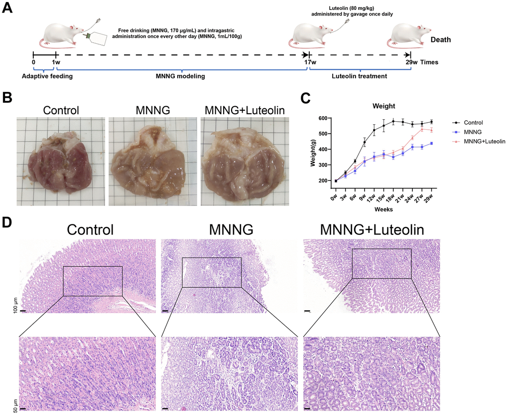 Luteolin has a therapeutic effect on rat CAG in vivo. (A) CAG animal modeling and treatment flowchart. (B) Top view of the rat gastric tissue anatomy. (C) Body weight curves of the rats. (D) HE staining of rat gastric tissues. CAG, chronic atrophic gastritis; HE, hematoxylin and eosin.