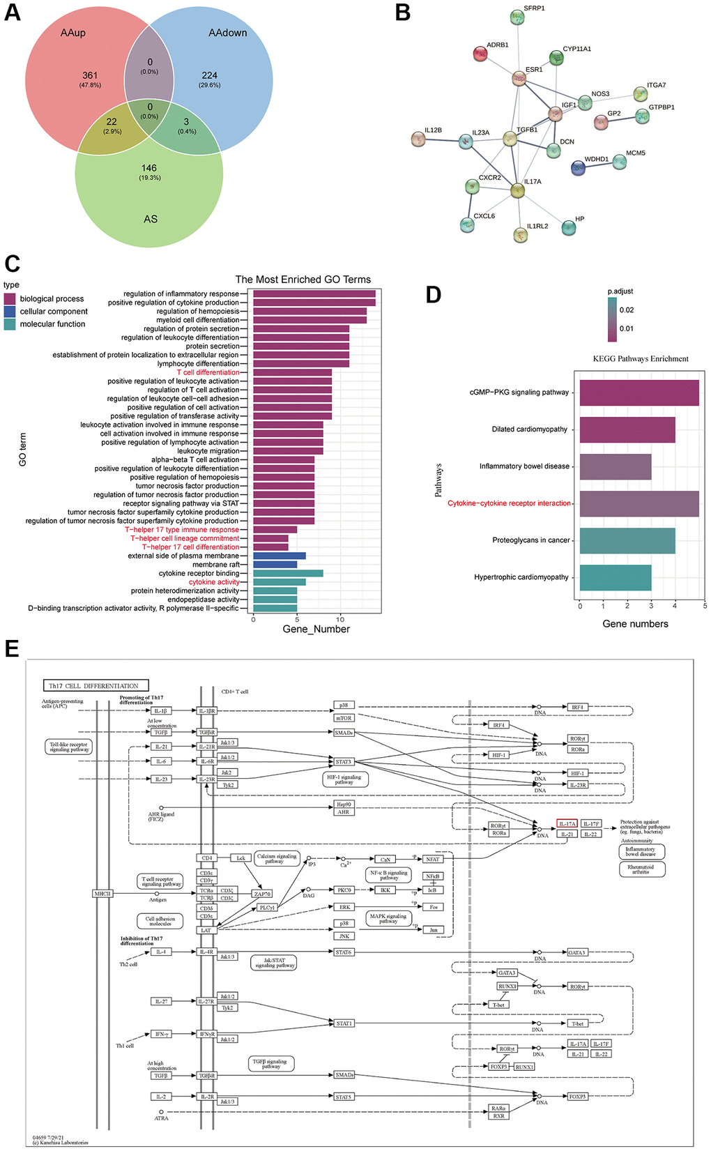 AS-AA target network and GO, KEGG enrichment analysis. (A) Venn diagram of the targets in AA and AS. (B) PPI network. (C) GO function enrichment analysis. (D) KEGG pathway enrichment analysis of potential therapeutic targets. (E) Network of KEGG pathways and potential therapeutic targets.