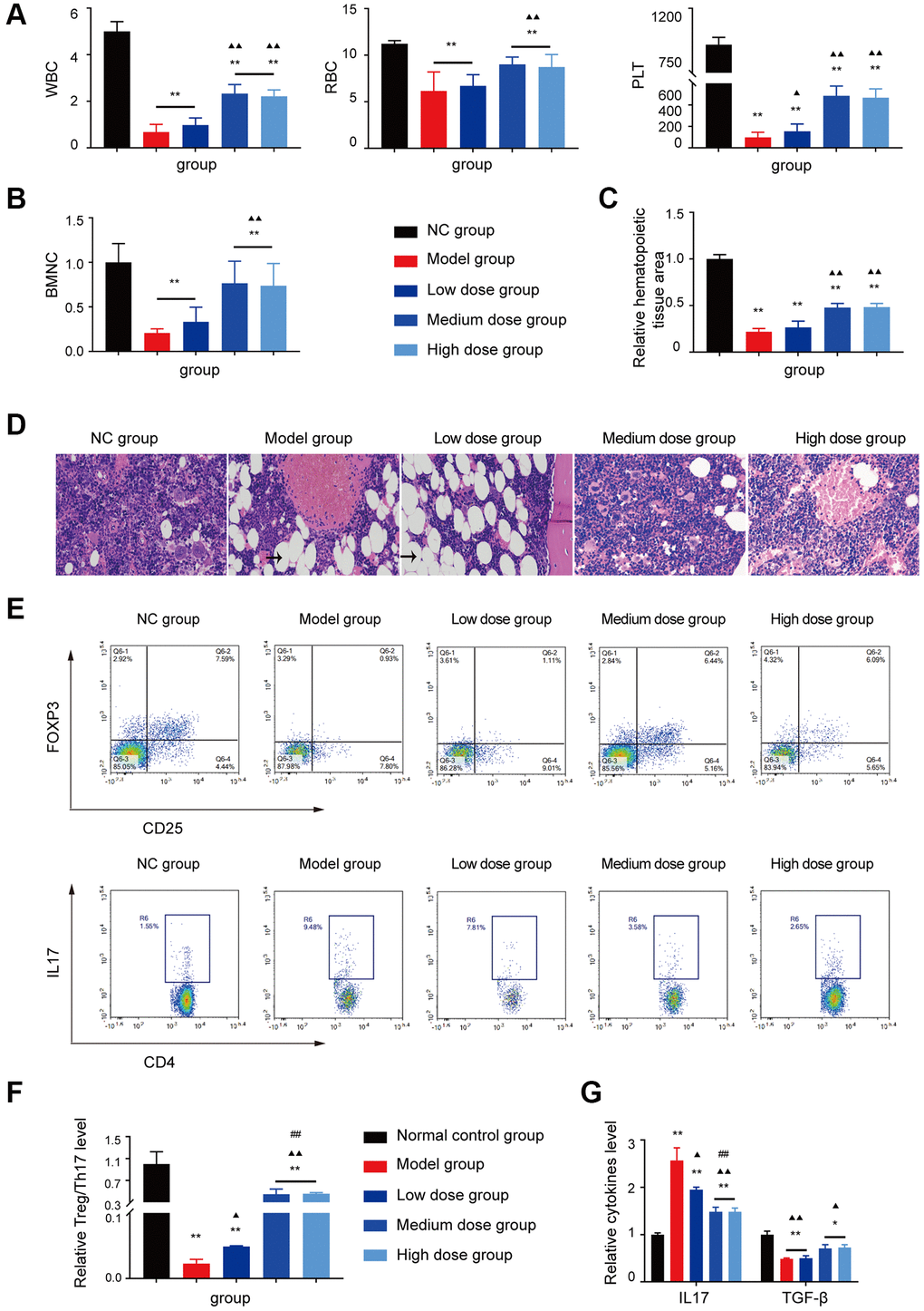 Analysis of AS in treatment of AA. (A, B) Peripheral blood cell and BMNCs counts in the different groups. (C, D) Hematopoietic tissue assay and bone marrow biopsy of different mice groups on day 14 (×400). (E) Treg and Th17 cells were detected using FCM. (F) The Treg/Th17 ratio in different AA groups. (G) The levels of IL-17A and TGF-β in different groups. Note: *P **P ▲P ▲▲P #P ##P 