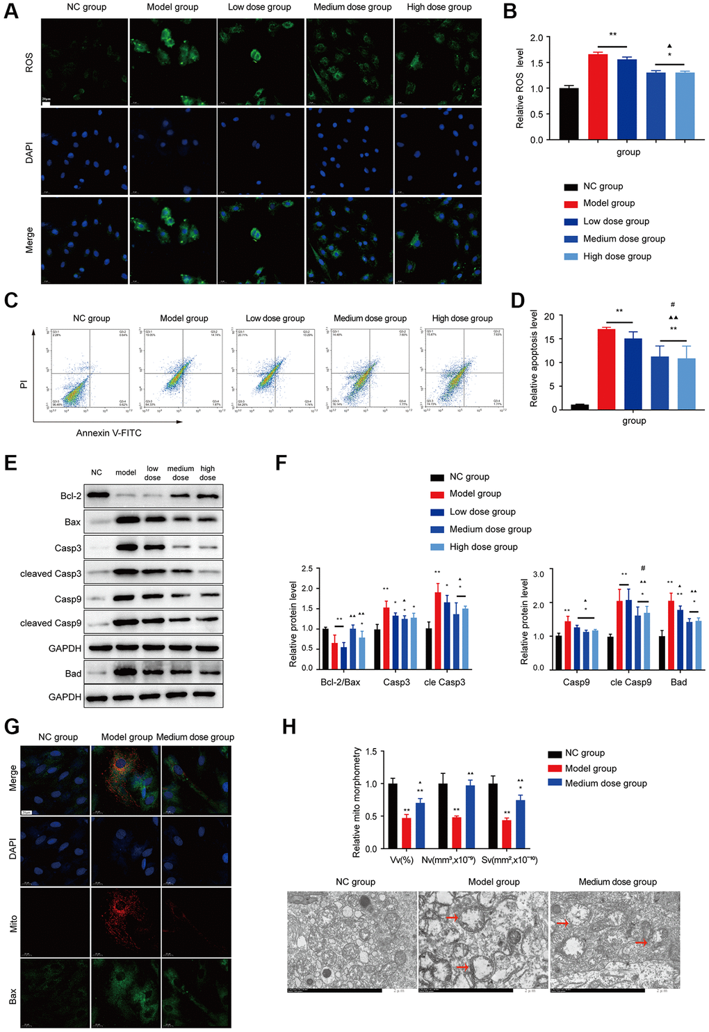 Effects of AS on apoptosis in BMMC cells. (A) Immunofluorescence images of ROS. (B) The ROS levels of each group were assessed. (C) Flow cytometry scatter plot of apoptosis. (D) Apoptosis was assessed in different groups. (E, F) Markers of apoptosis were tested using Western blotting. (G) The colocalization of Bax with mitochondria (yellow dots). (H) Mitochondrial structure was detected by electron microscopy. Note: *P **P ▲P ▲▲P #P ##P 