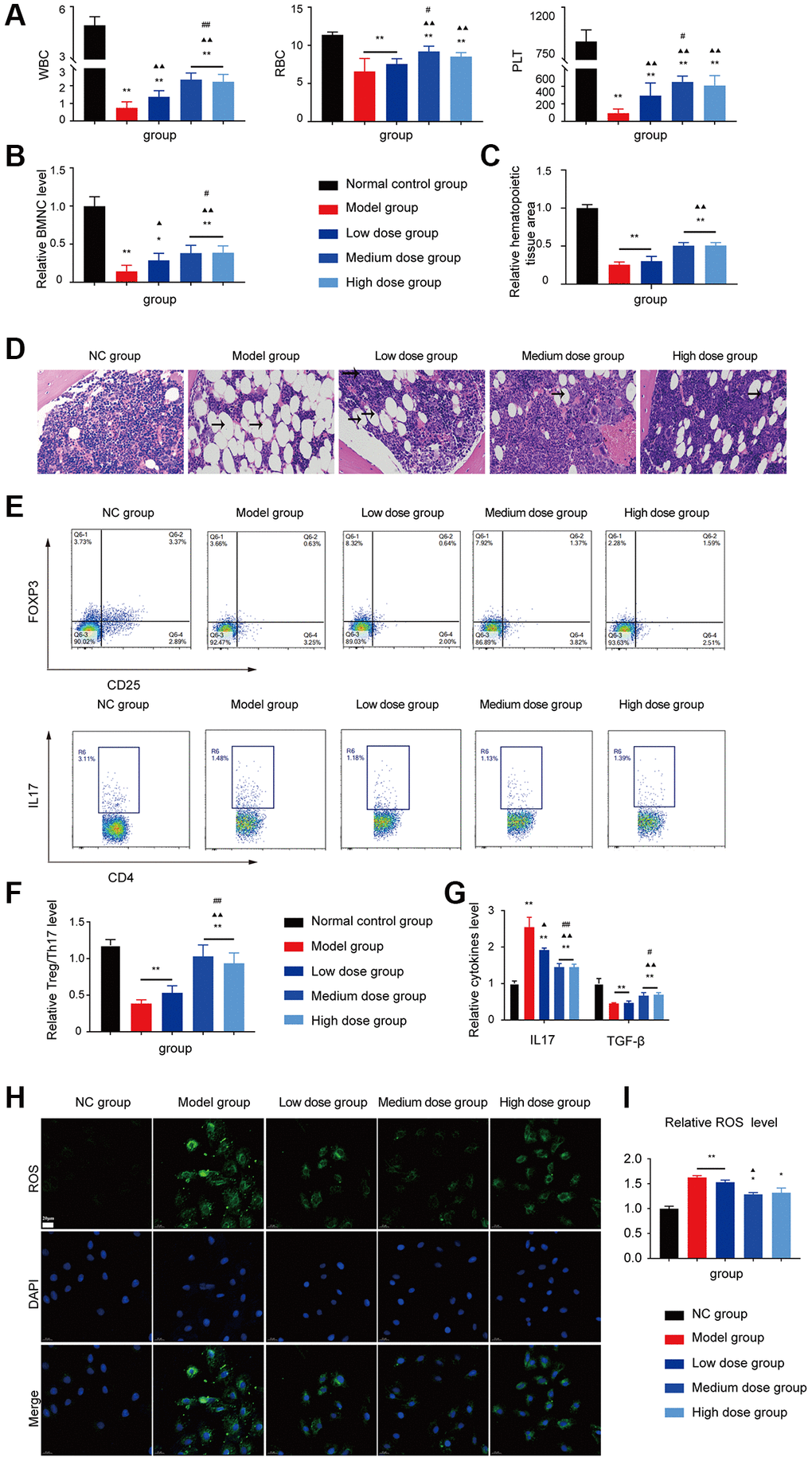 Assessment of the ASP treatment in the AA mice. (A) Peripheral blood cell counts in the different groups. (B) BMNC counts assay in the different groups. (C, D) Hematopoietic tissue assay and bone marrow biopsy of different mice groups on day 14 (×400). (E) Treg and Th17 cells were detected using FCM. (F) The Treg/Th17 ratio in different AA groups. (G) The levels of IL-17A and TGF-β in different groups. (H) Immunofluorescence images of ROS. (I) The ROS levels of each group were assessed. Note: *P **P ▲P ▲▲P #P ##P 