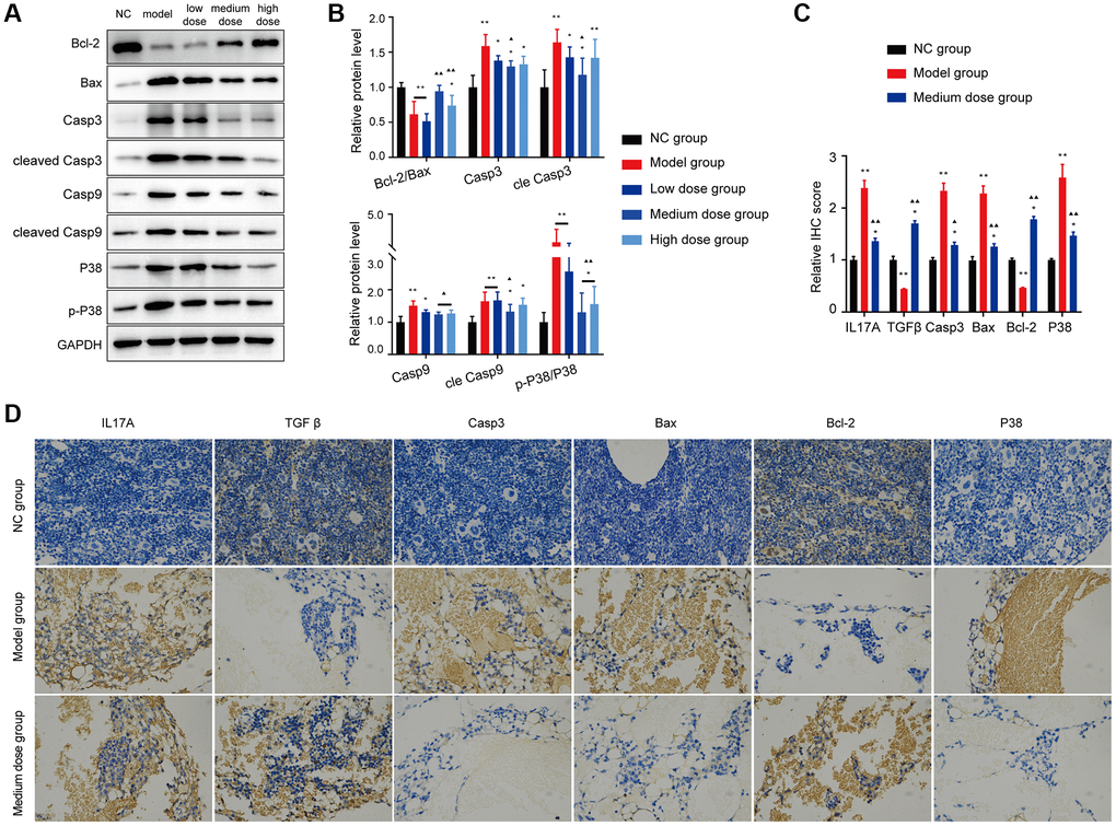 Effects of ASP on apoptosis proteins in vivo. (A, B) Markers of apoptosis and the p38/MAPK signaling pathway were tested using Western blotting. (C, D) Markers of mitochondrial apoptosis and the p38/MAPK signaling pathway were tested using IHC (×400). The results for the treated group indicate that the medium-dose ASP treatment reduces mitochondrial apoptosis in BMNC cells. Note: *P **P ▲P ▲▲P 